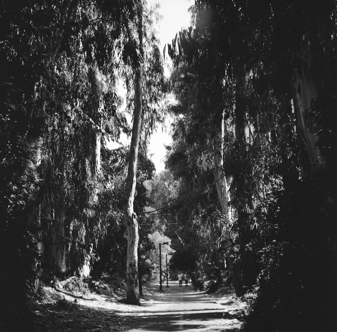 Ramat Hasharon. Israel, 2019, Lubitel, Neopan