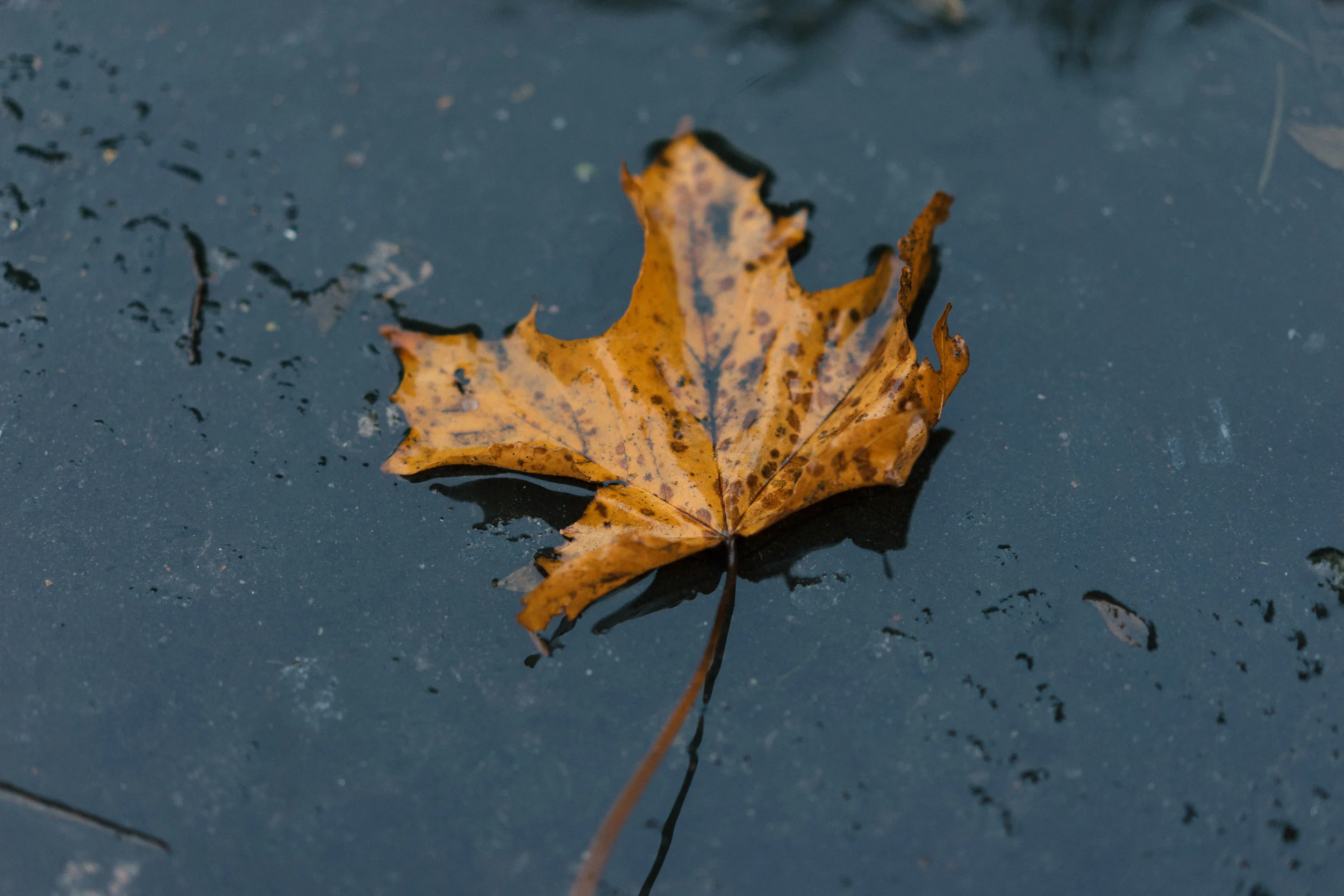 DSC03968.jpg