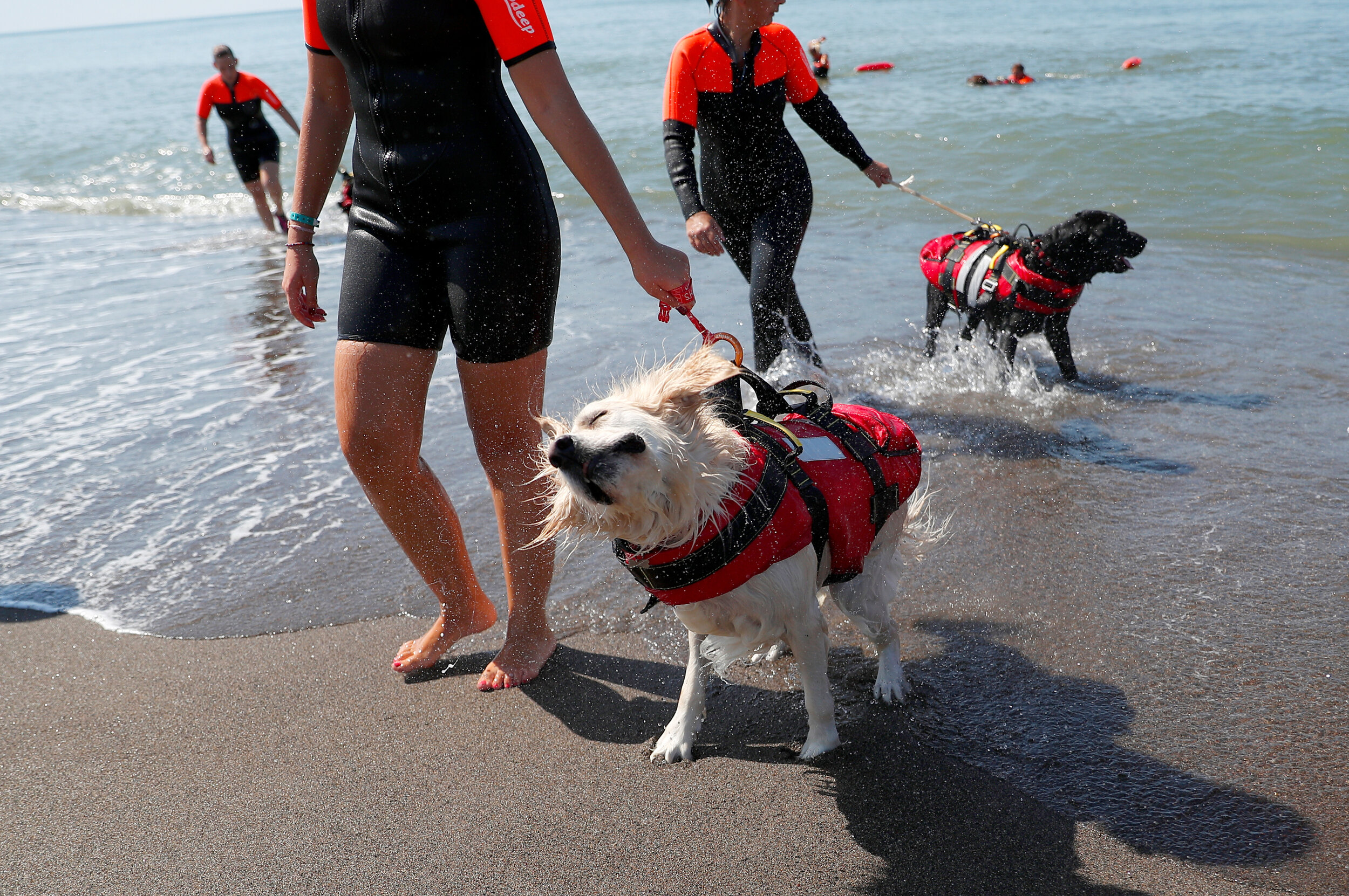  An all-female group of canine rescuers from the Italian School of Rescue Dogs (La Scuola Italiana Cani Salvataggio) attend a training session with their dogs before patrolling the beach to ensure swimmers can enjoy their time at the sea in safety, i