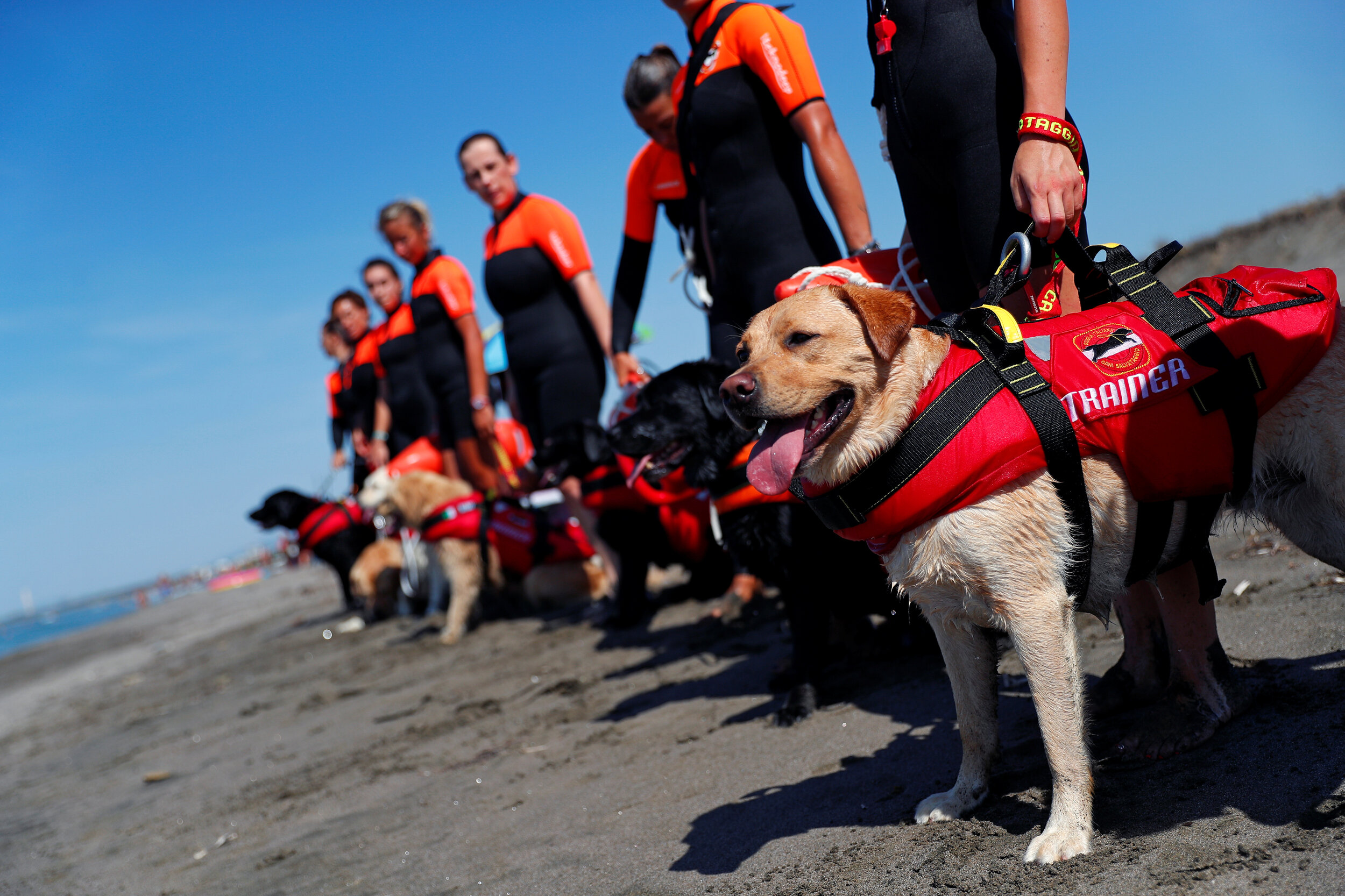  An all-female group of canine rescuers from the Italian School of Rescue Dogs (La Scuola Italiana Cani Salvataggio) attend a training session with their dogs before patrolling the beach to ensure swimmers can enjoy their time at the sea in safety, i