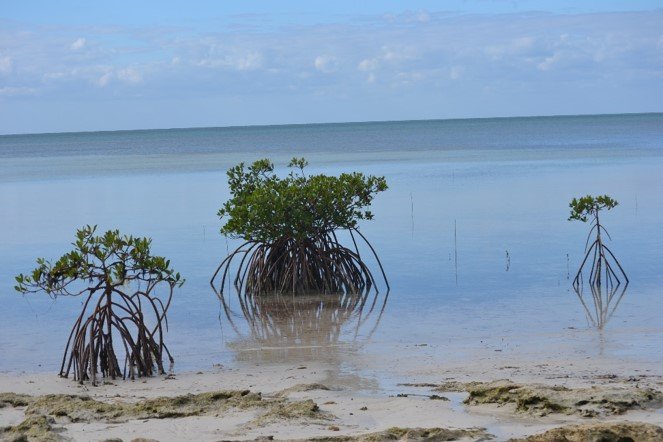 mangrove1.jpg
