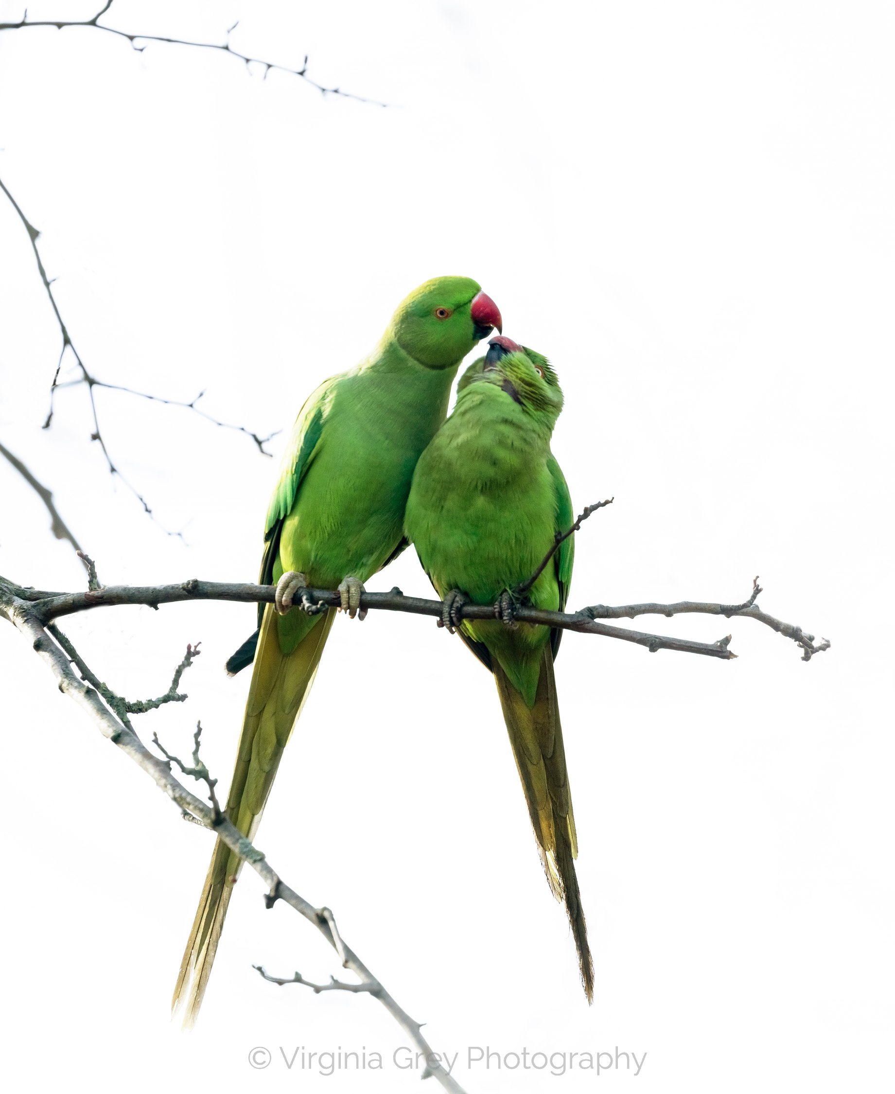 Parakeets kissing IMG_3640.jpg