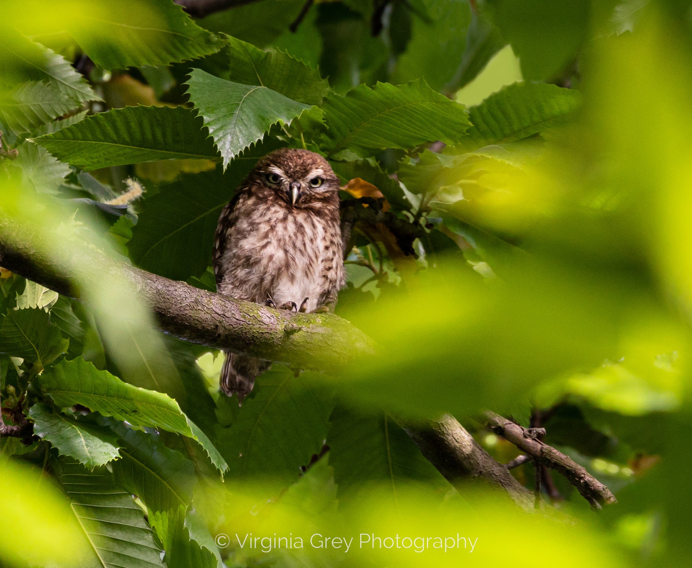 Little Owlet green leaves IMG_5031.jpg