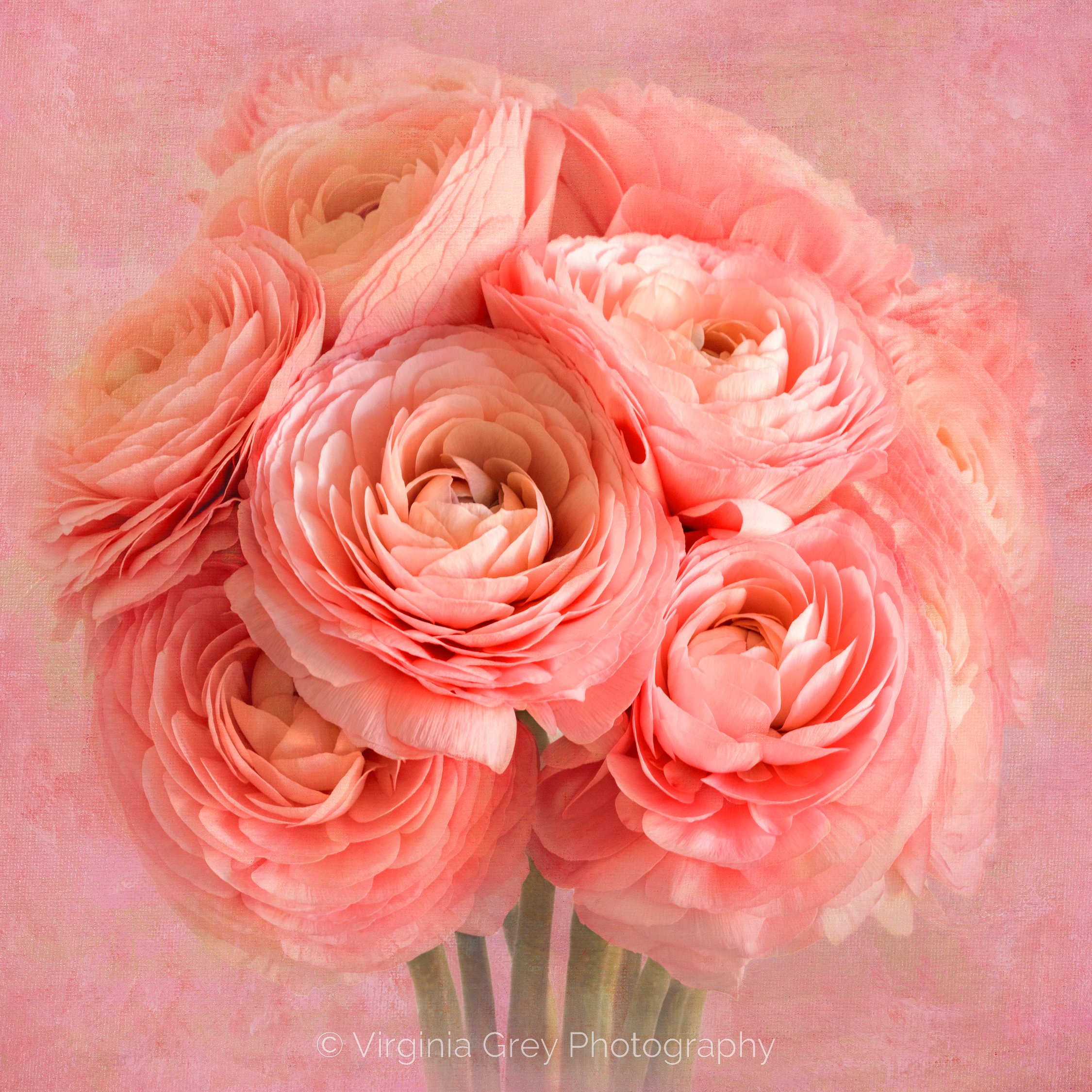 Pink ranunculus for card with FK backs IMG_3231 REVISED WORKED FLAT FINAL selective col-2.jpg