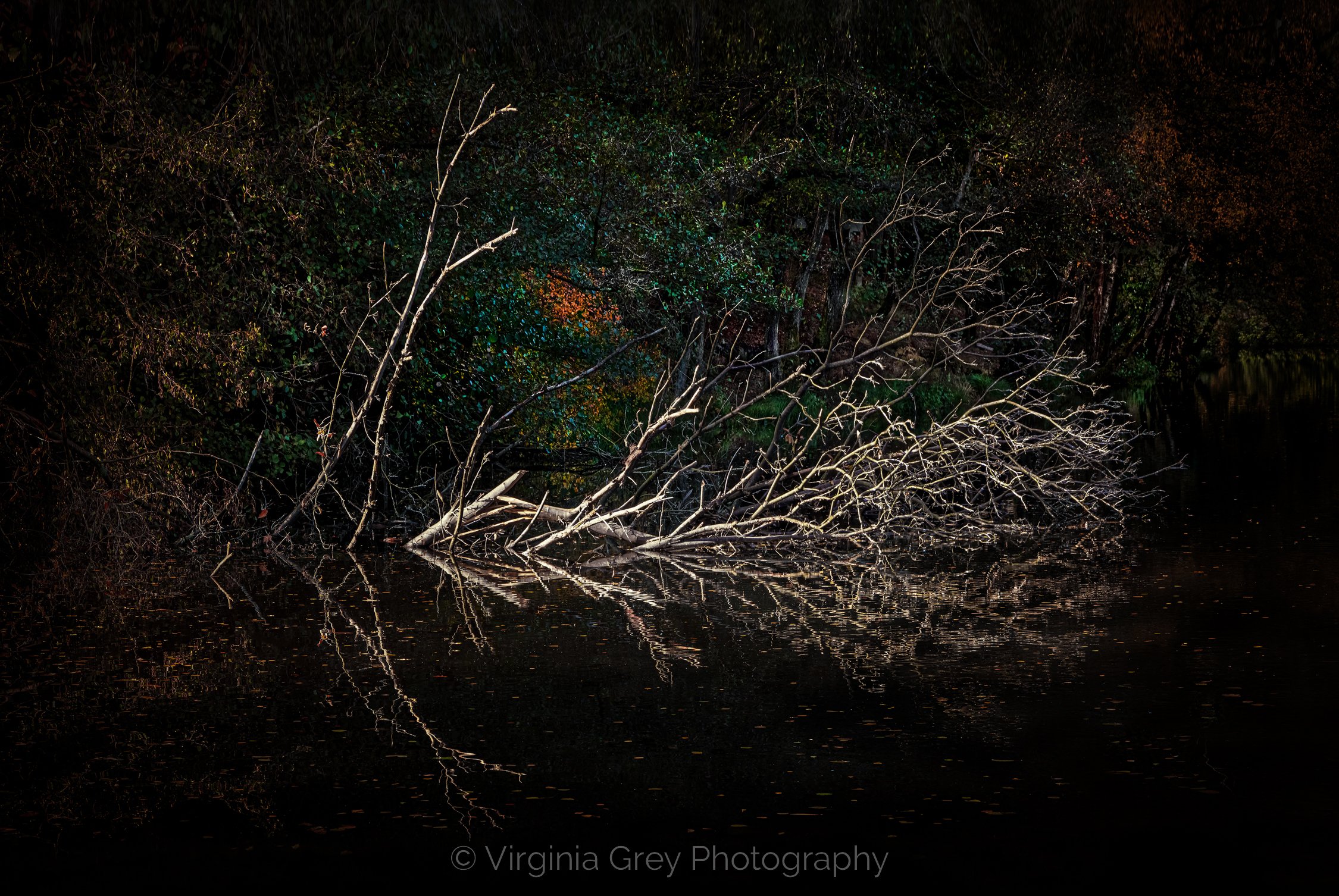 Leonards Lee - old birch in water IMG_6551-2 DODGE on R darker L FINAL shake reduction Lightroom 2 LAST BRIGHTER PRINT REVISED LATEST 6th Feb evening FLAT.jpg