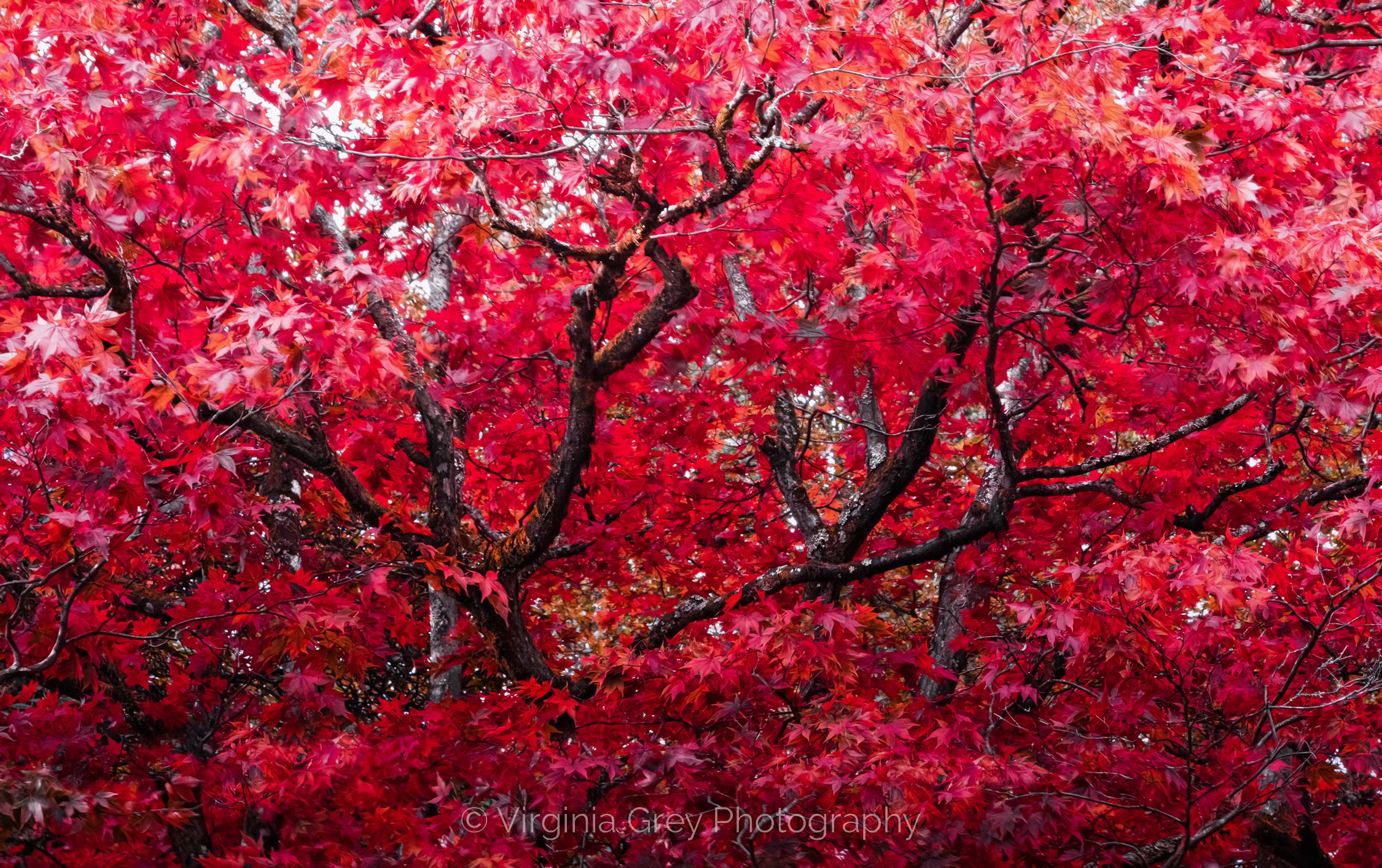 Red autumn acer leaves 6615 SE FINAL.jpg