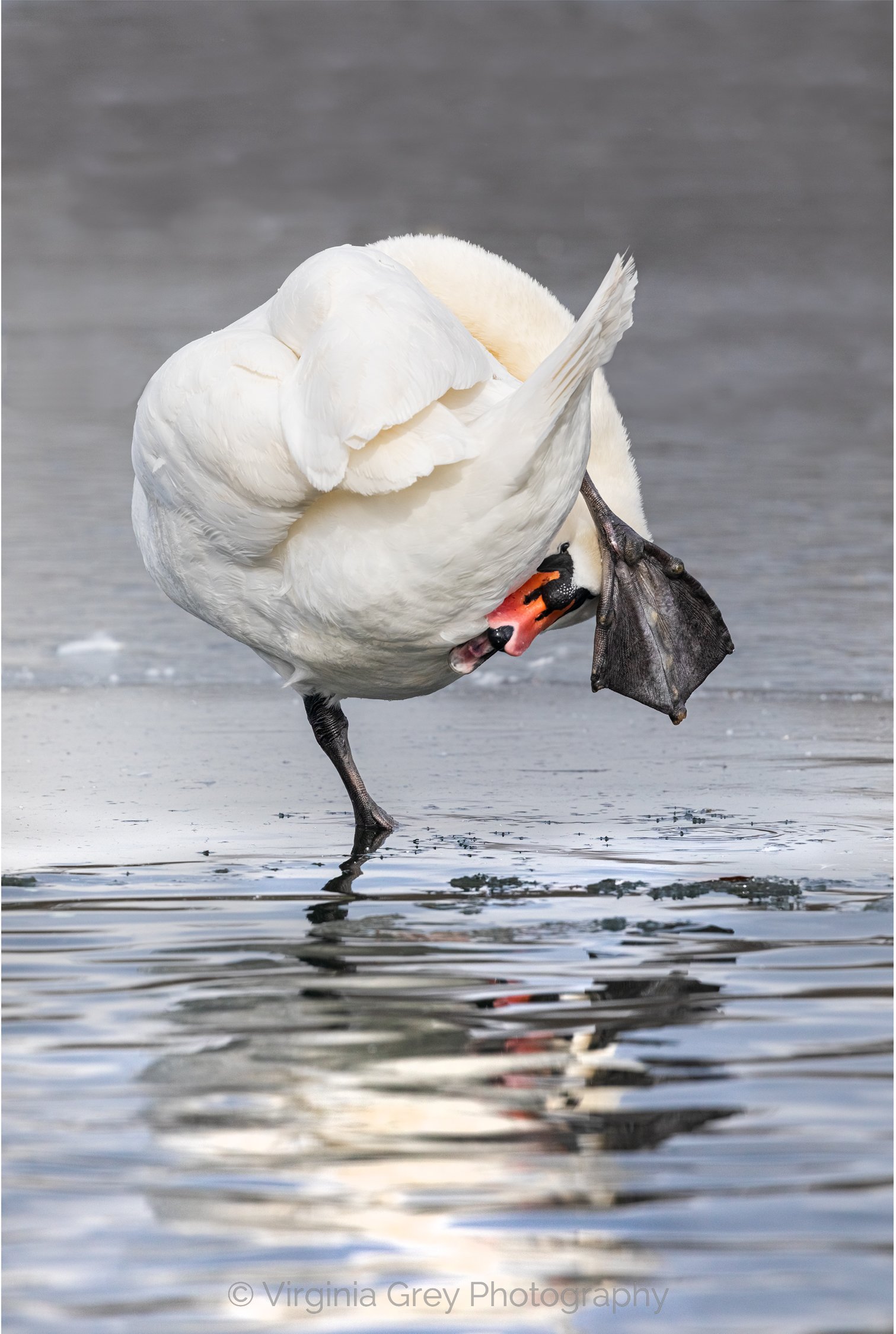 Swan preening back view IMG_7474 RT.jpg