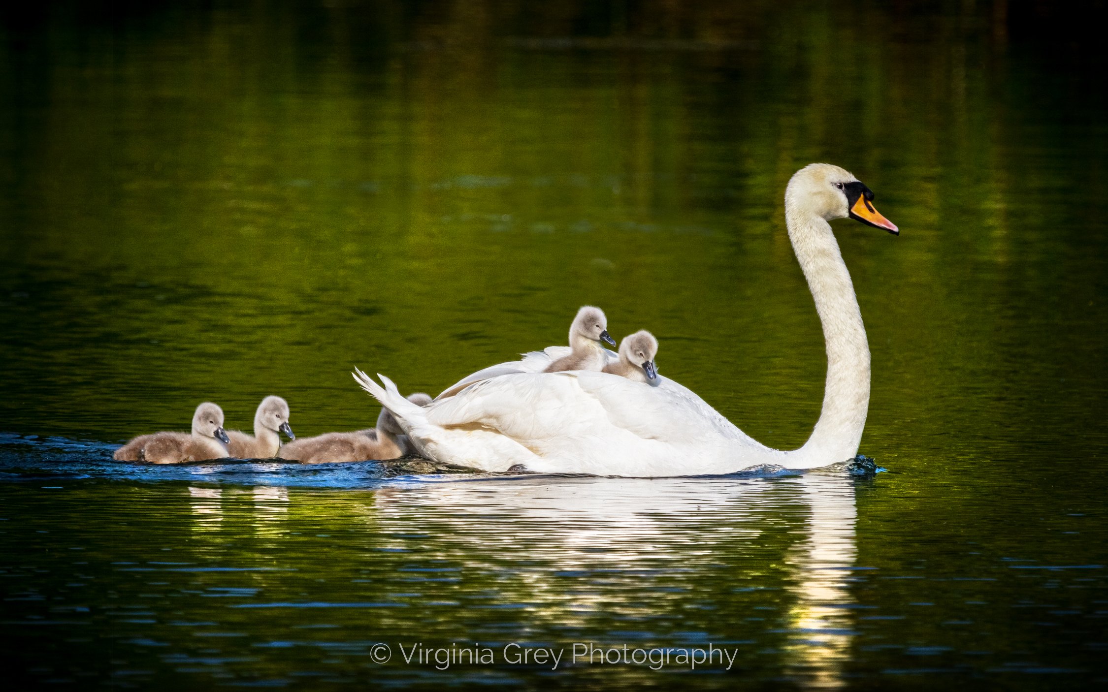 Swan Story Page 16  + 17 Swan with 2 cygnets on back leading others IMG_7631-2 double page spread_.jpg