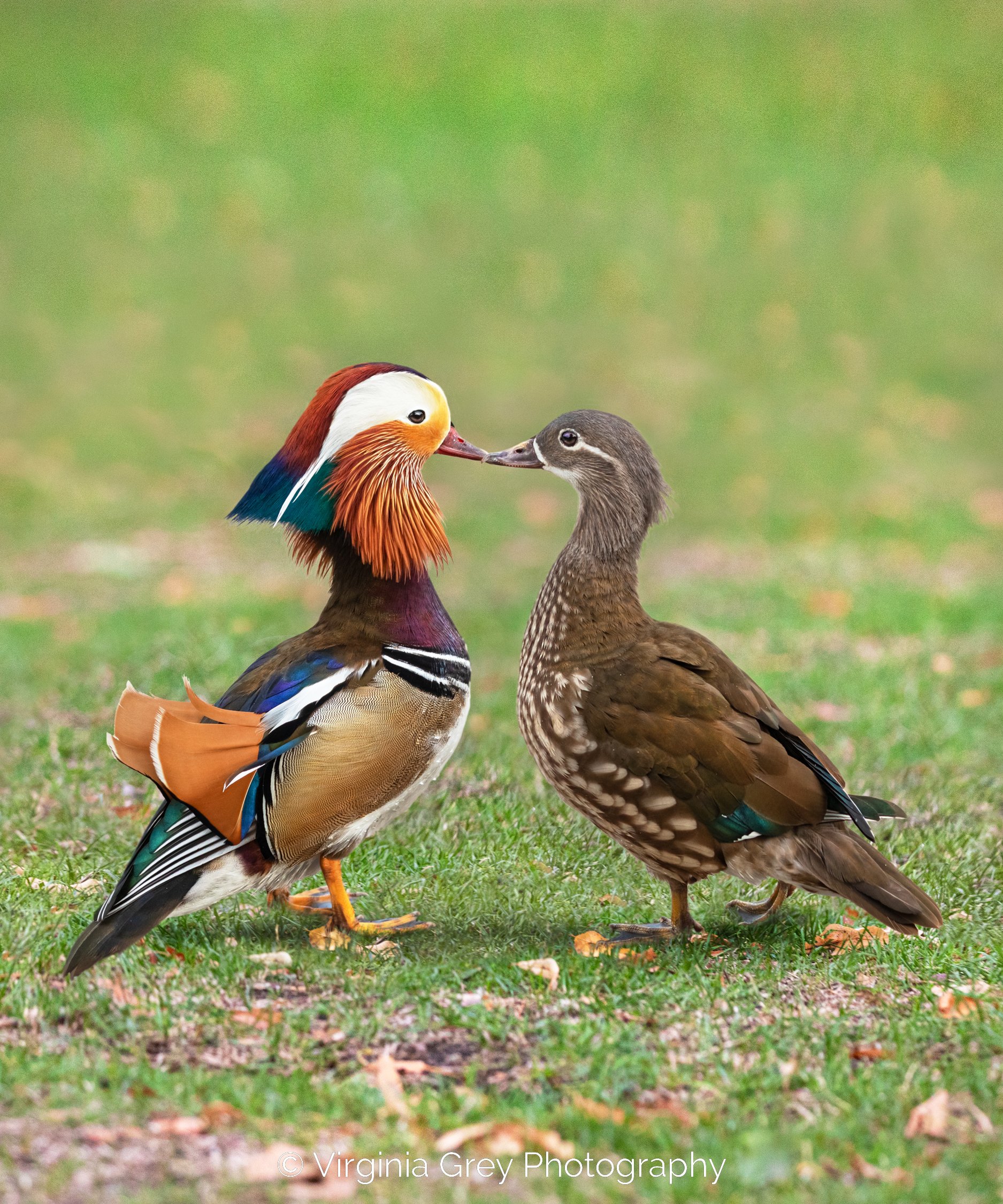 Mandarin ducks kissing in grass IMG_9288 FINAL.jpg