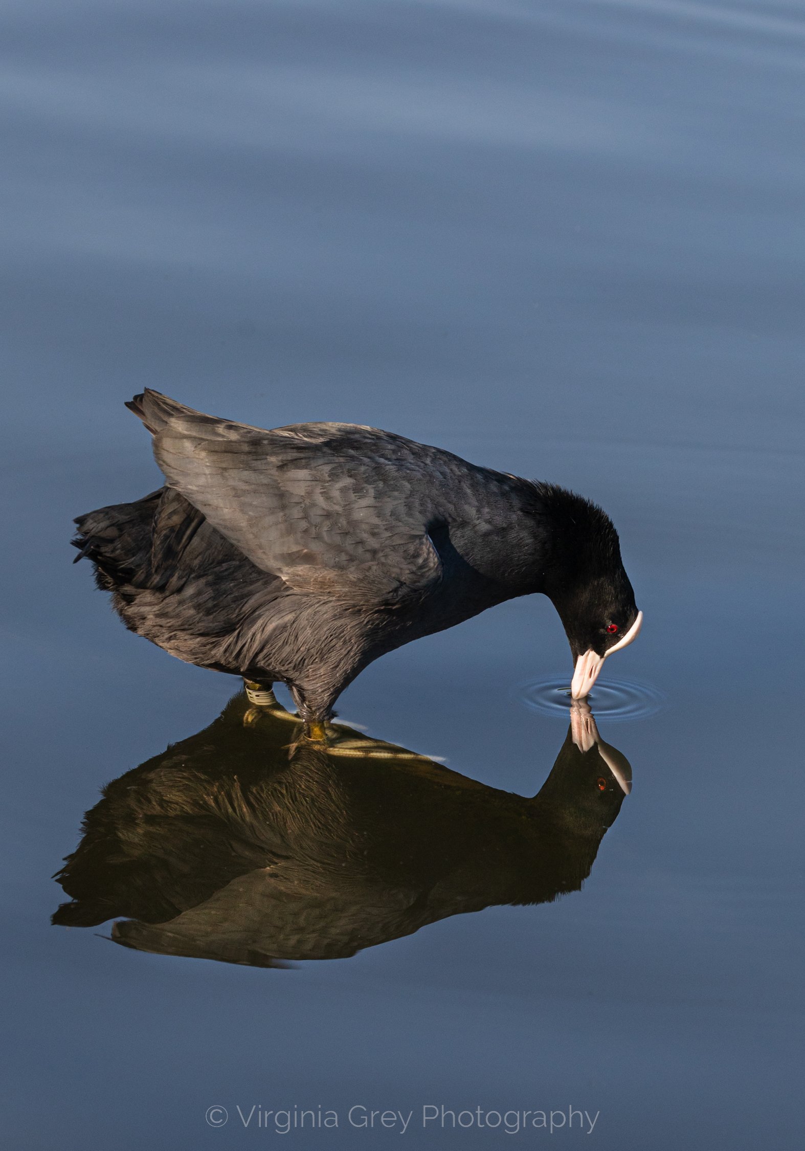 Coot looking at reflection IMG_0553 final crop.jpg