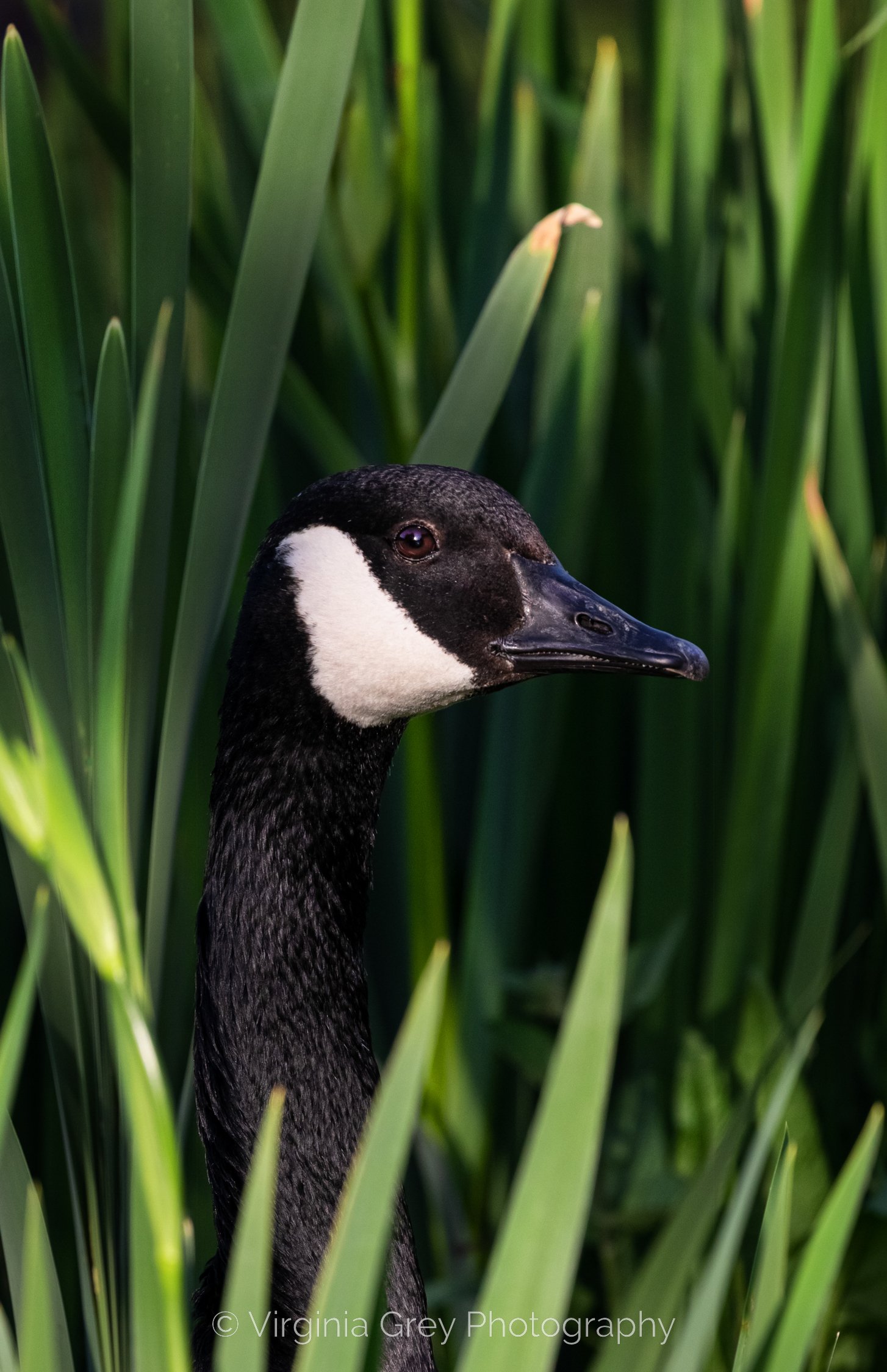 Canada goose in reeds IMG_5932.jpg