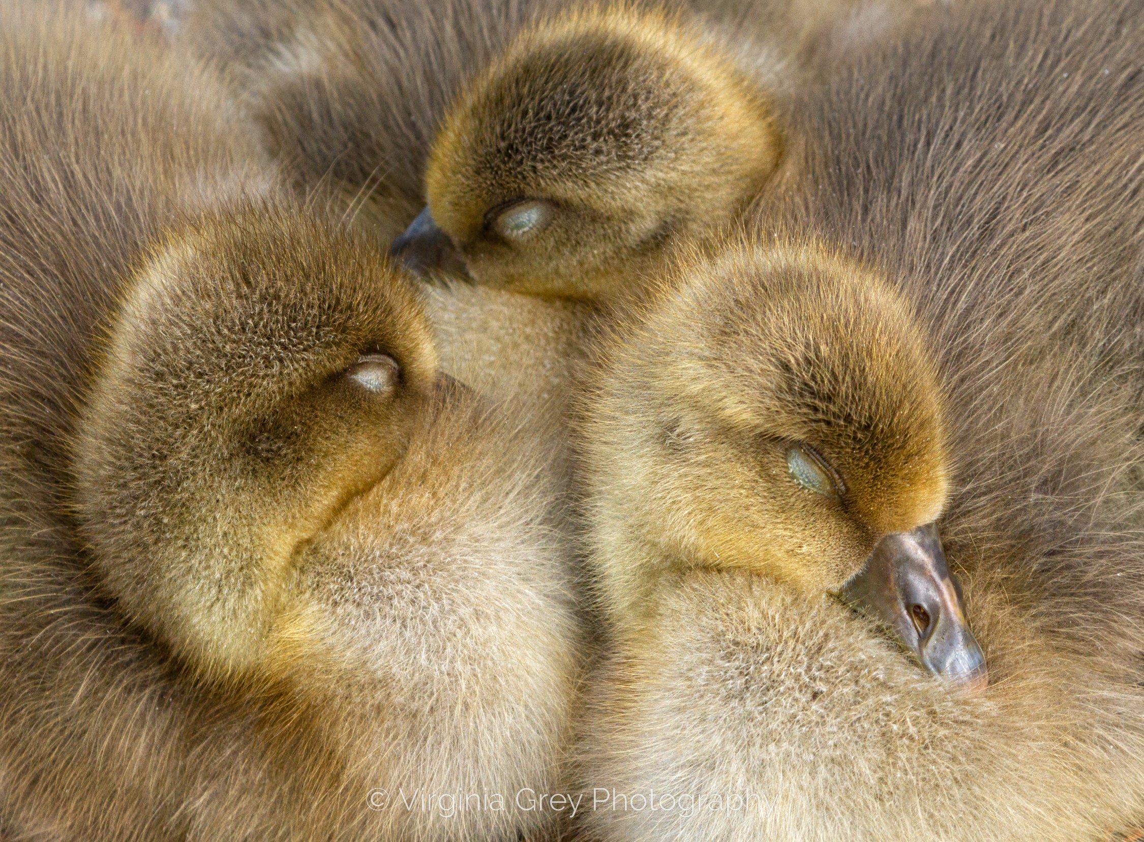 Greylag goslings sleeping IMG_3578 BWPA 2022.jpg