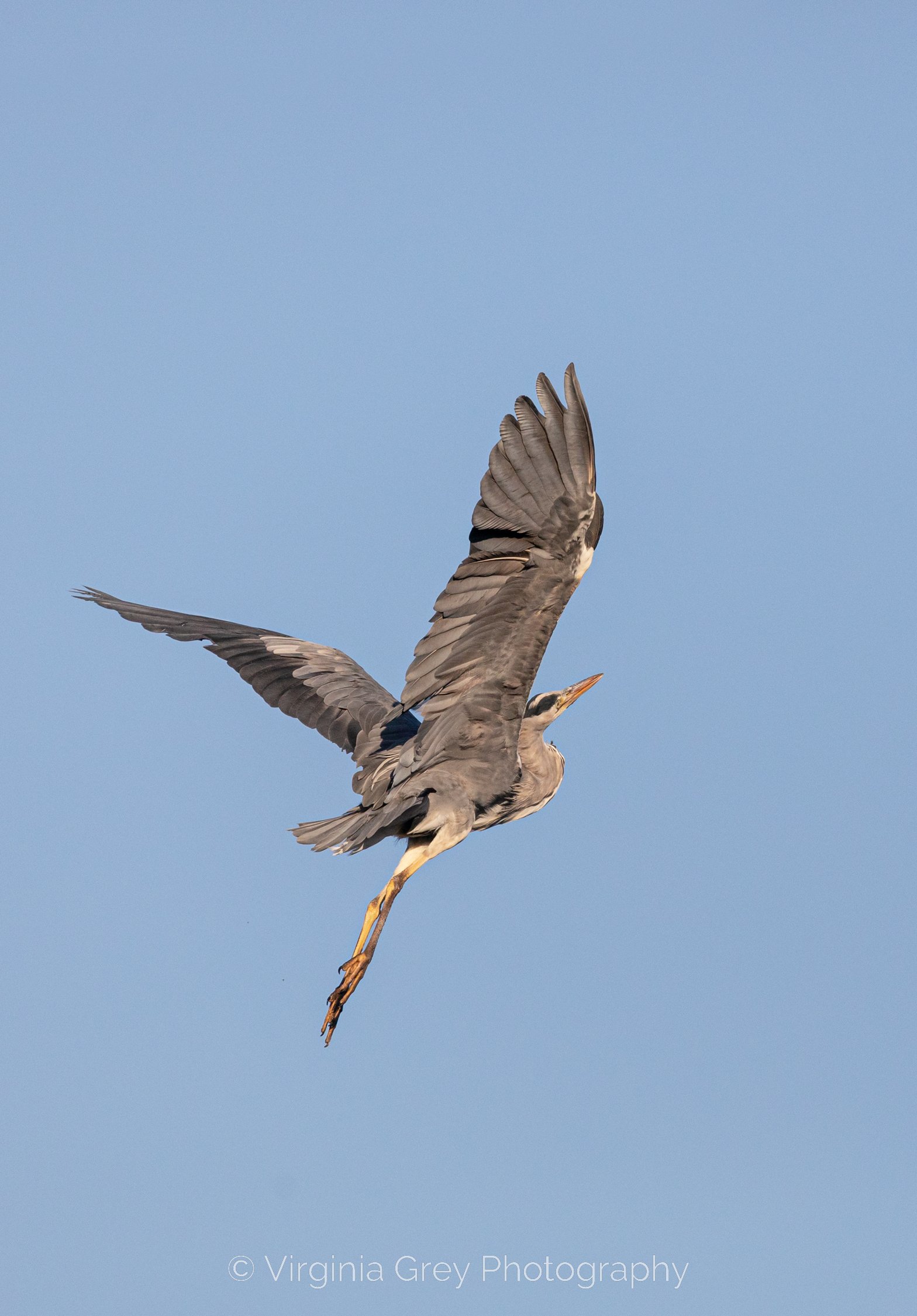 Heron ANGEL IMG_3475 crop again.jpg