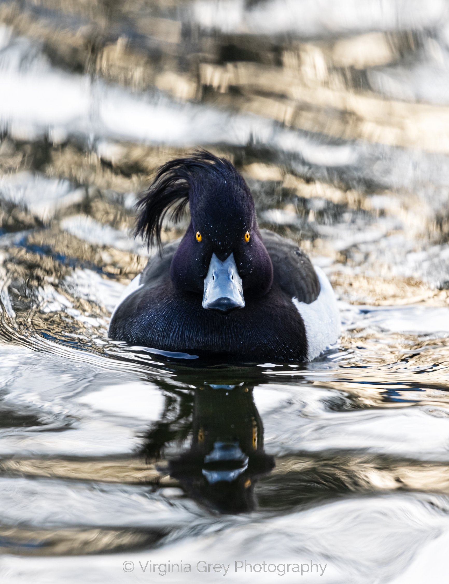 Tufted duck big quiff IMG_3088 crop again_.jpg