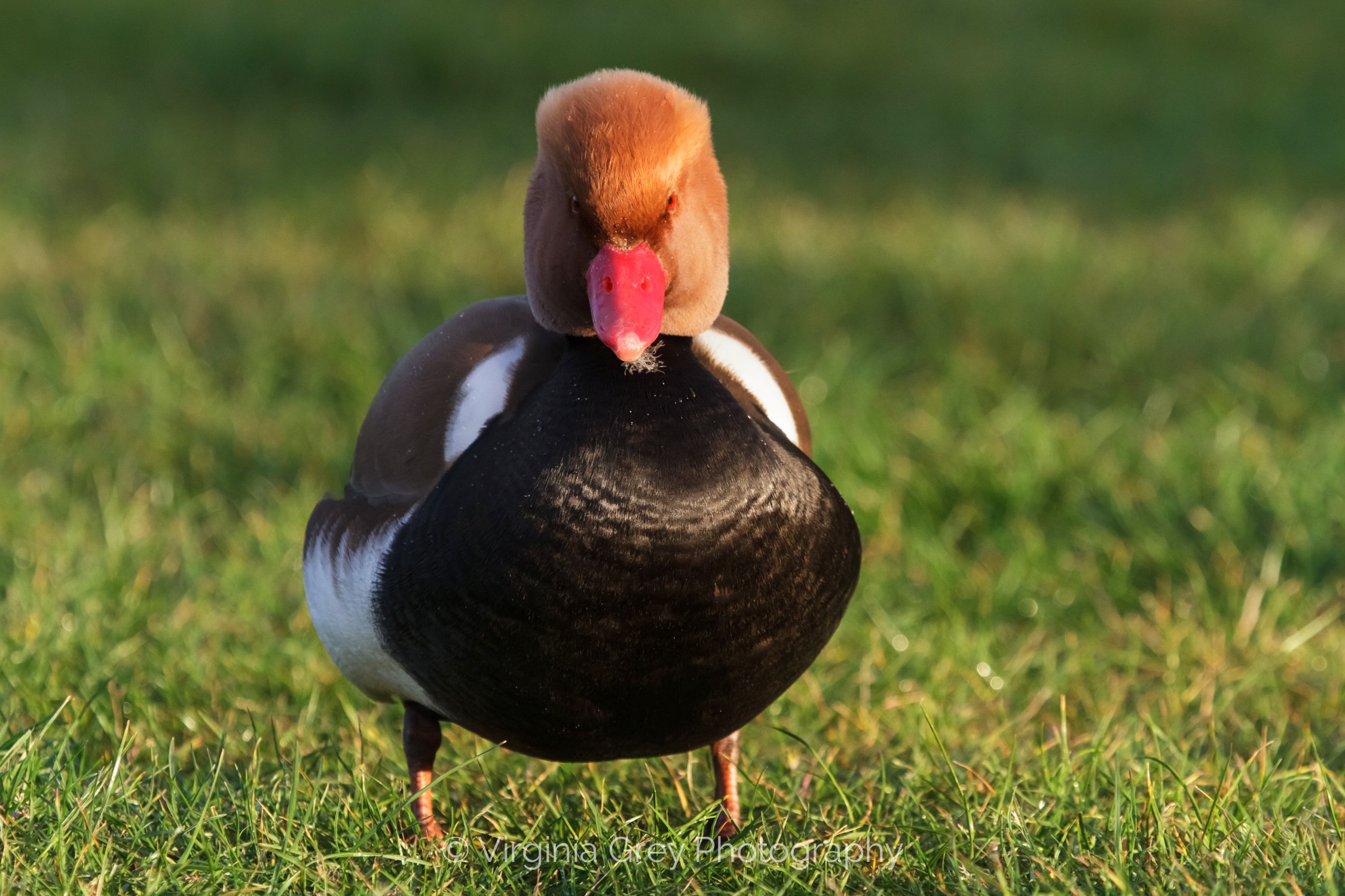 Pochard RC in grass IMG_5788.jpg