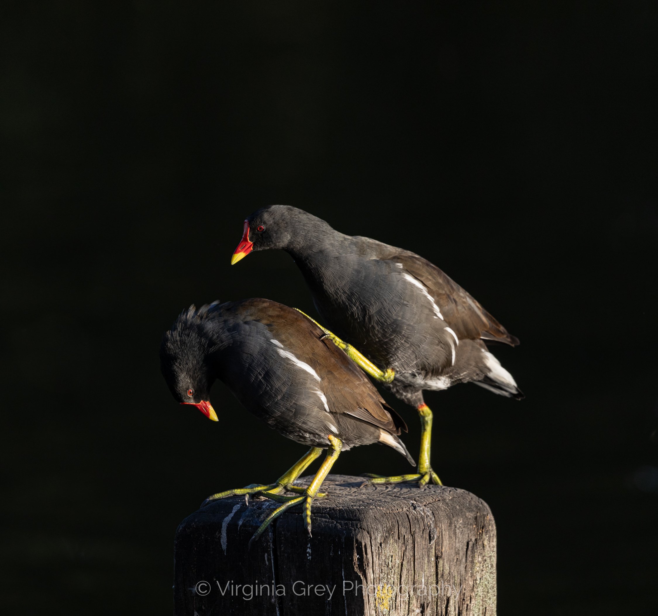 Moorhens attempting to mate on post! IMG_1997 crop stretch top.jpg