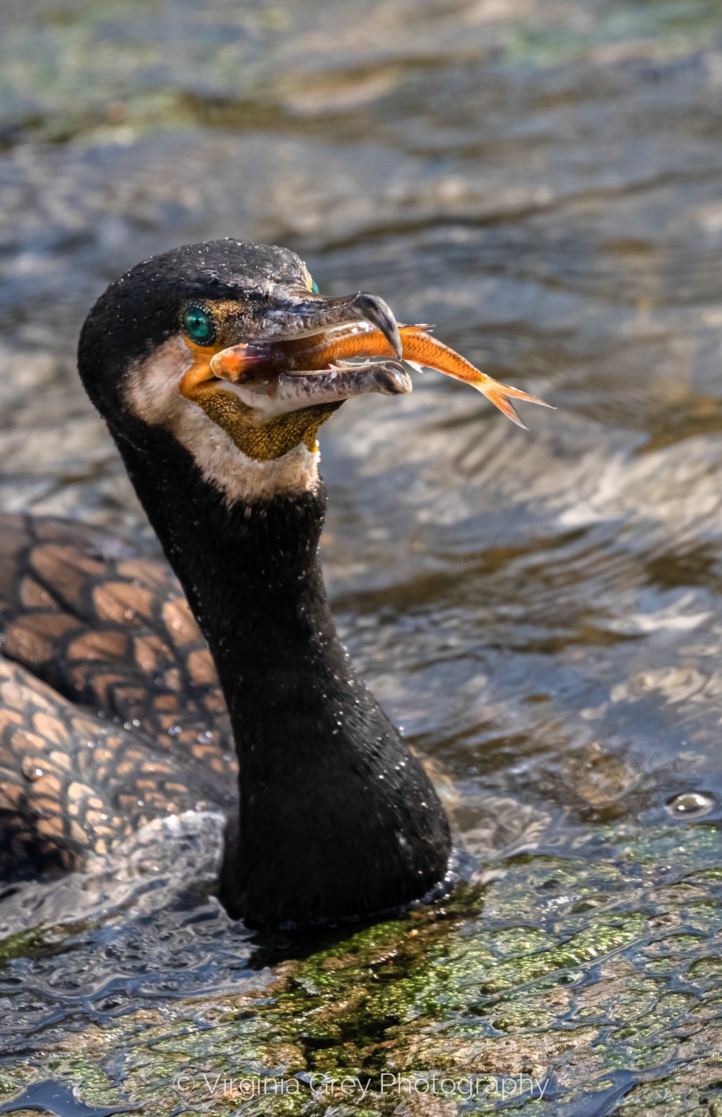 Cormorant with perch IMG_6040 crop.jpg