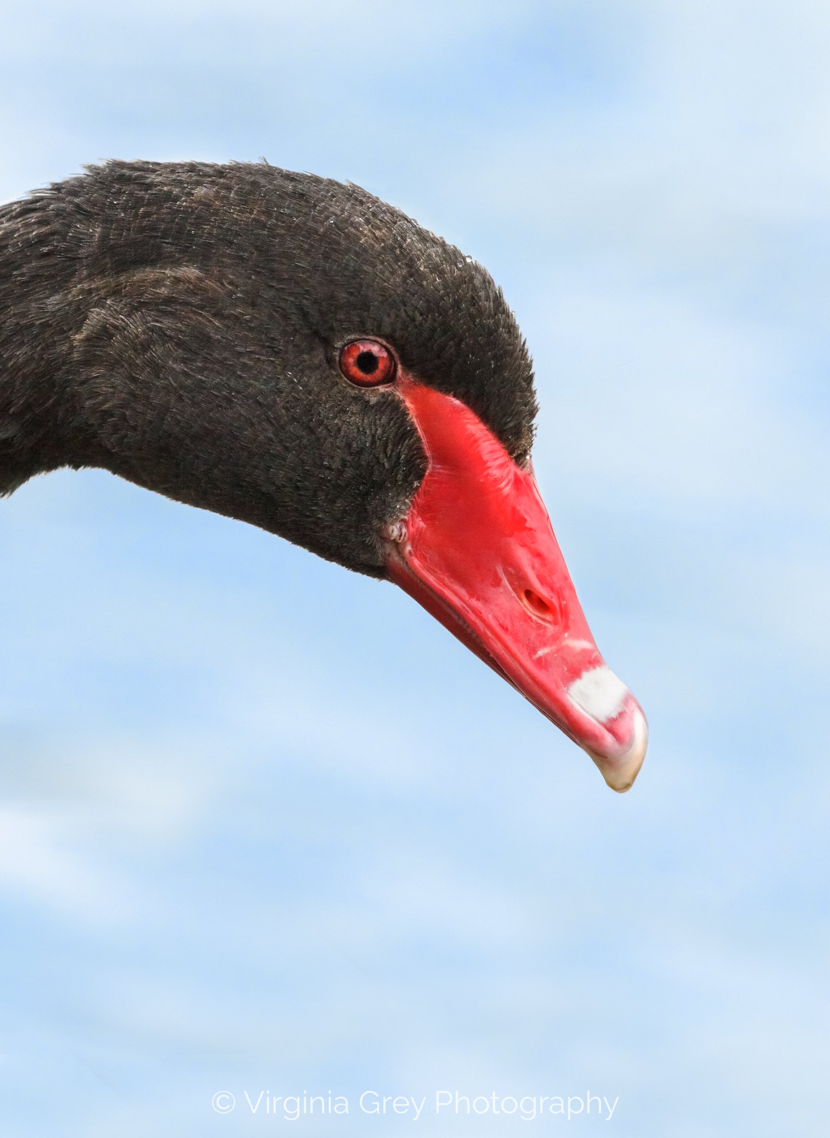 Black swan in profile _MG_9907 CROP n BLUE revisited.jpg