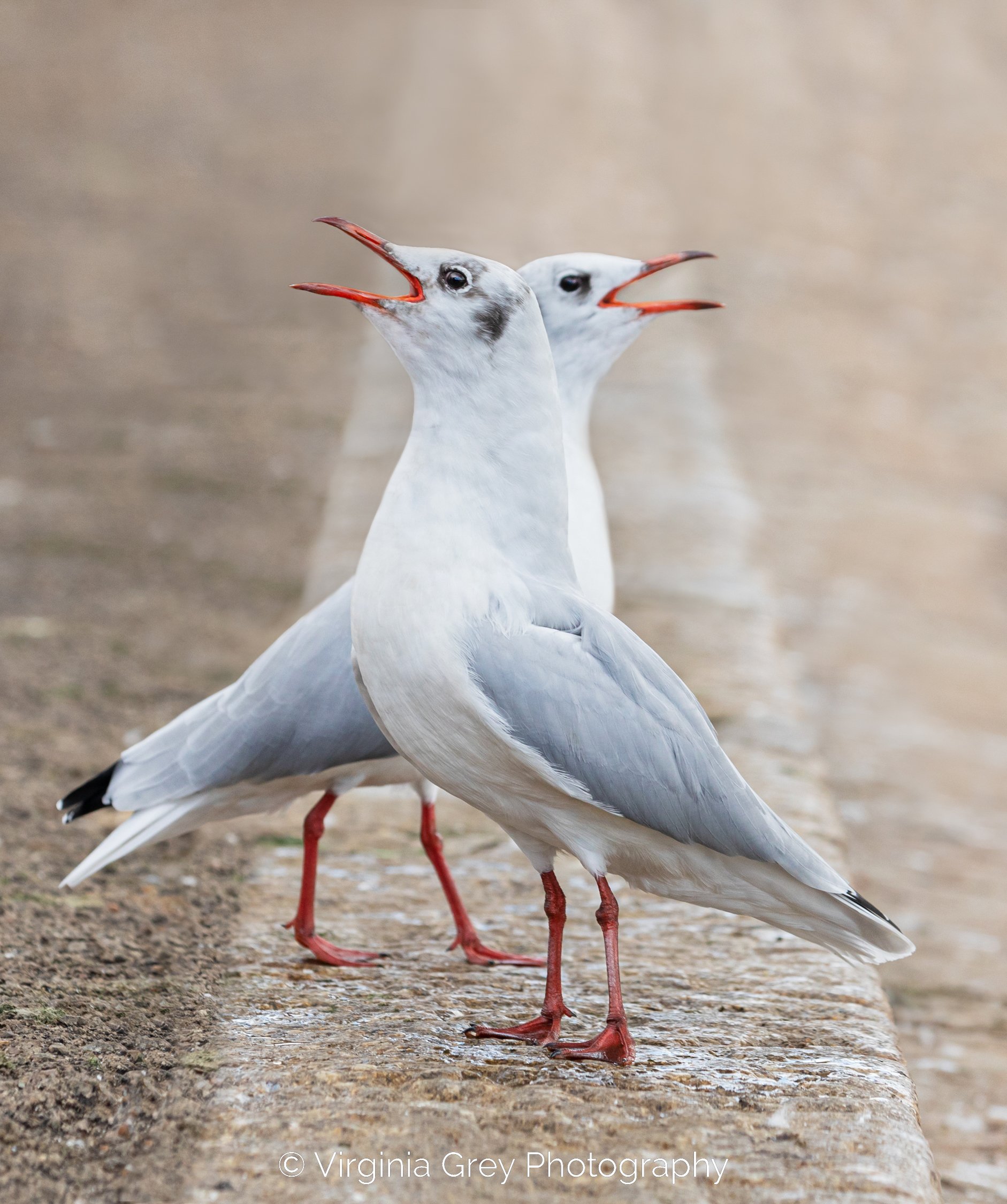 Black headed gulls courting IMG_8781 stretch etc crop_.jpg