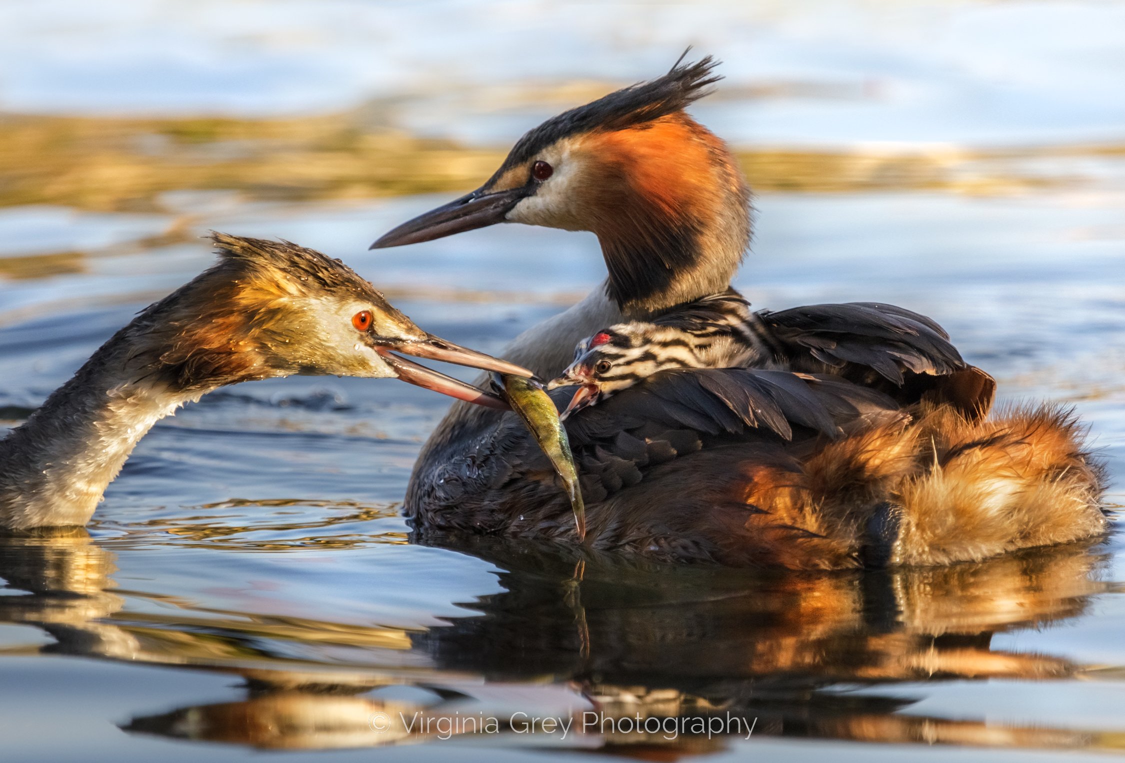 Grebe feeding chicks IMG_2196-2 crop FINAL.jpg