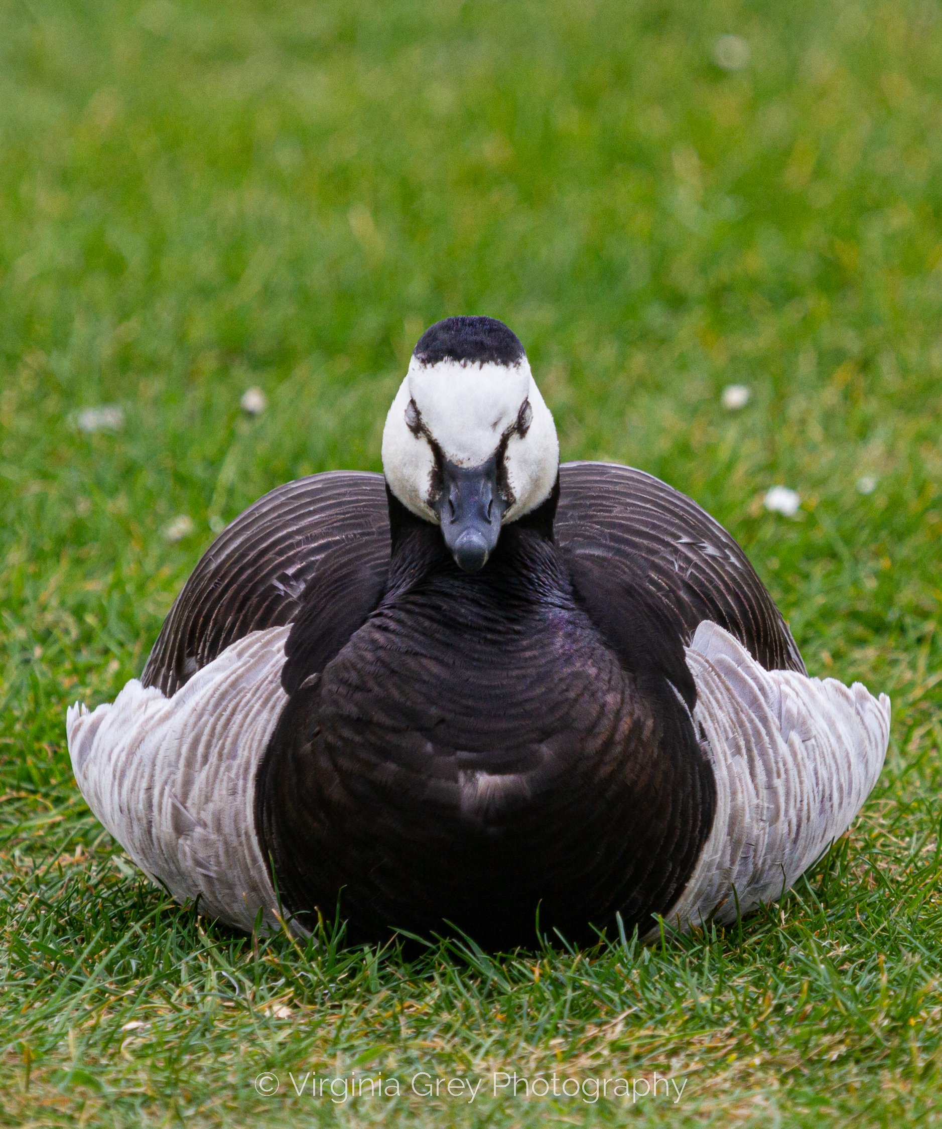 Barnacle goose sleeping in grass IMG_5199.jpg