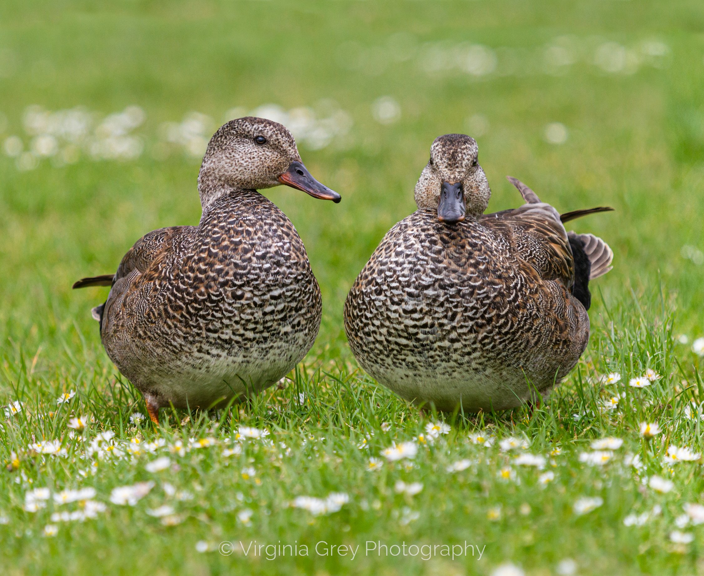 Gadwall females in daisies IMG_2961 crop.jpg