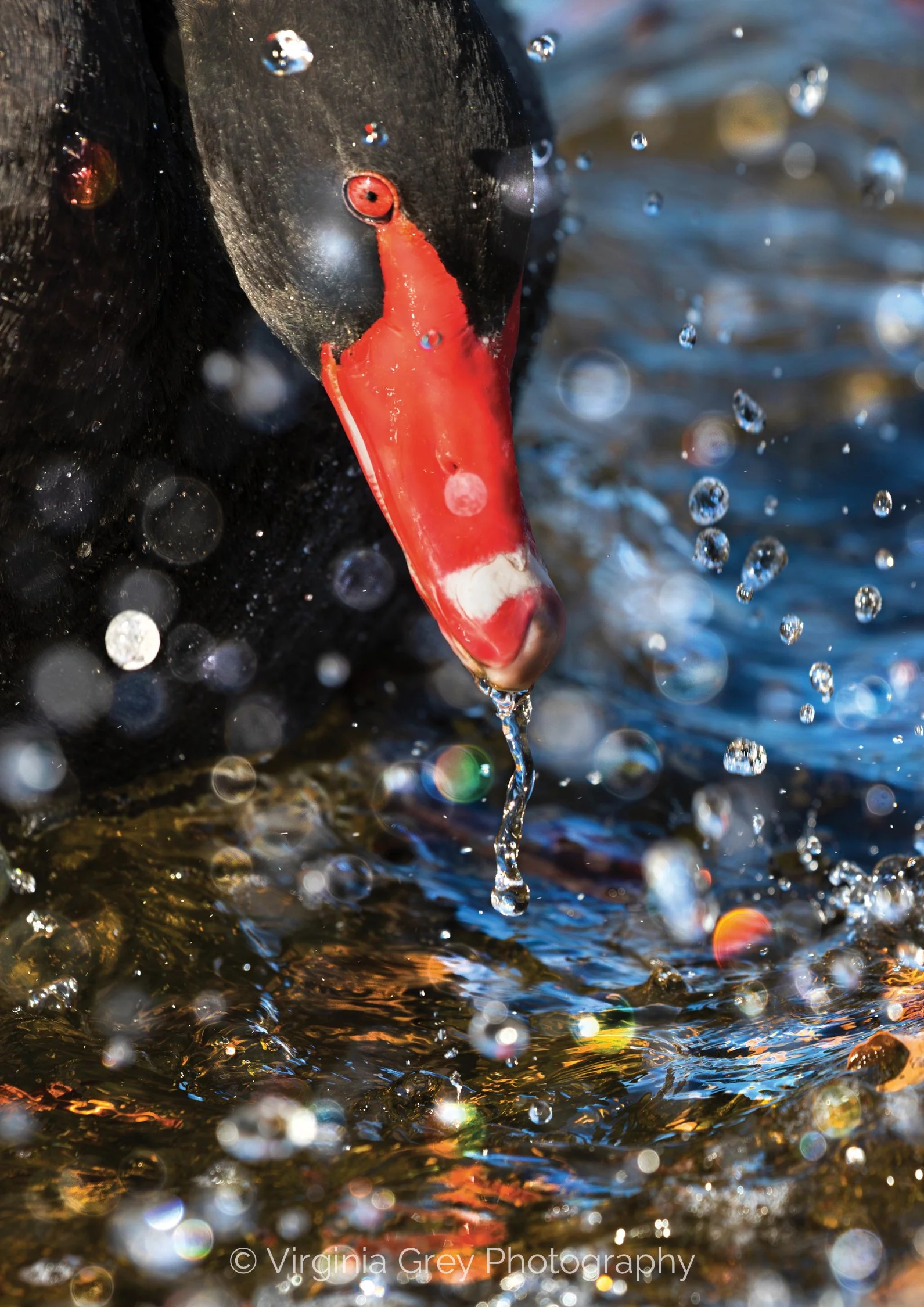 Black Swan dripping IMG_9961-Enhanced-NR bubbles less red sat.jpg