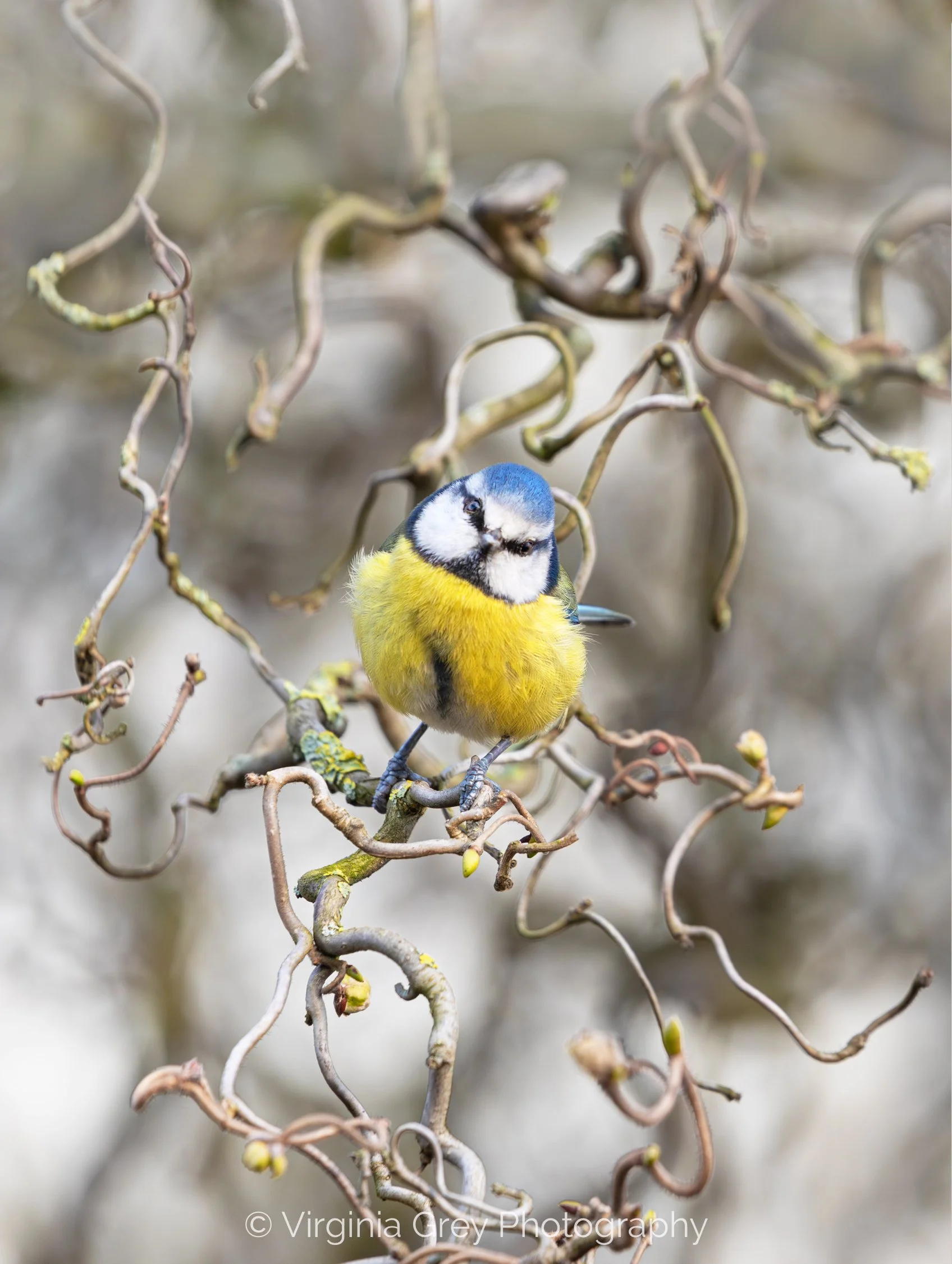 Blue Tit in twisted willow IMG_6210-Enhanced-NR-2 crop.jpg