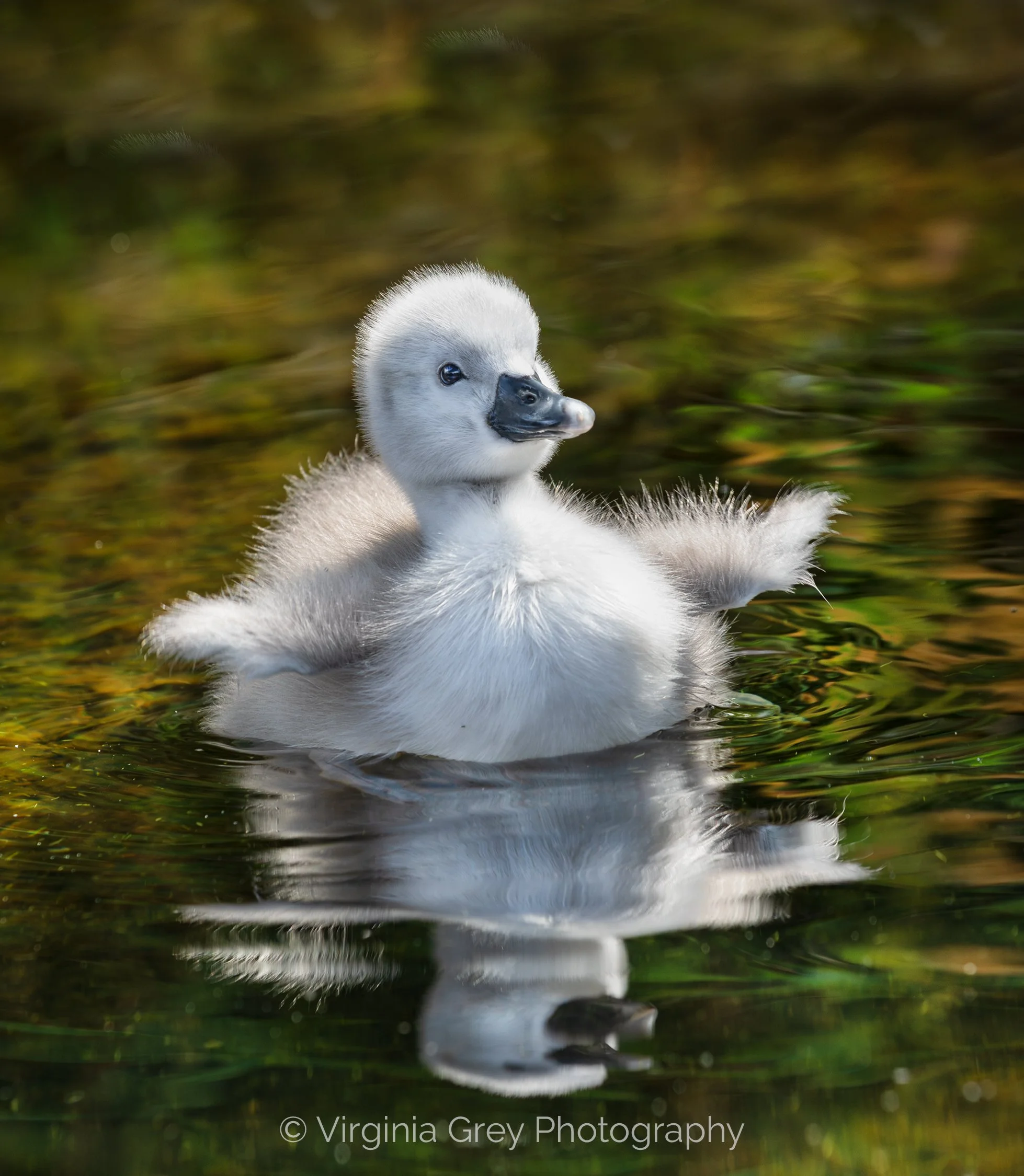 Cygnet flapping out wide IMG_5939-Enhanced-NR.jpg
