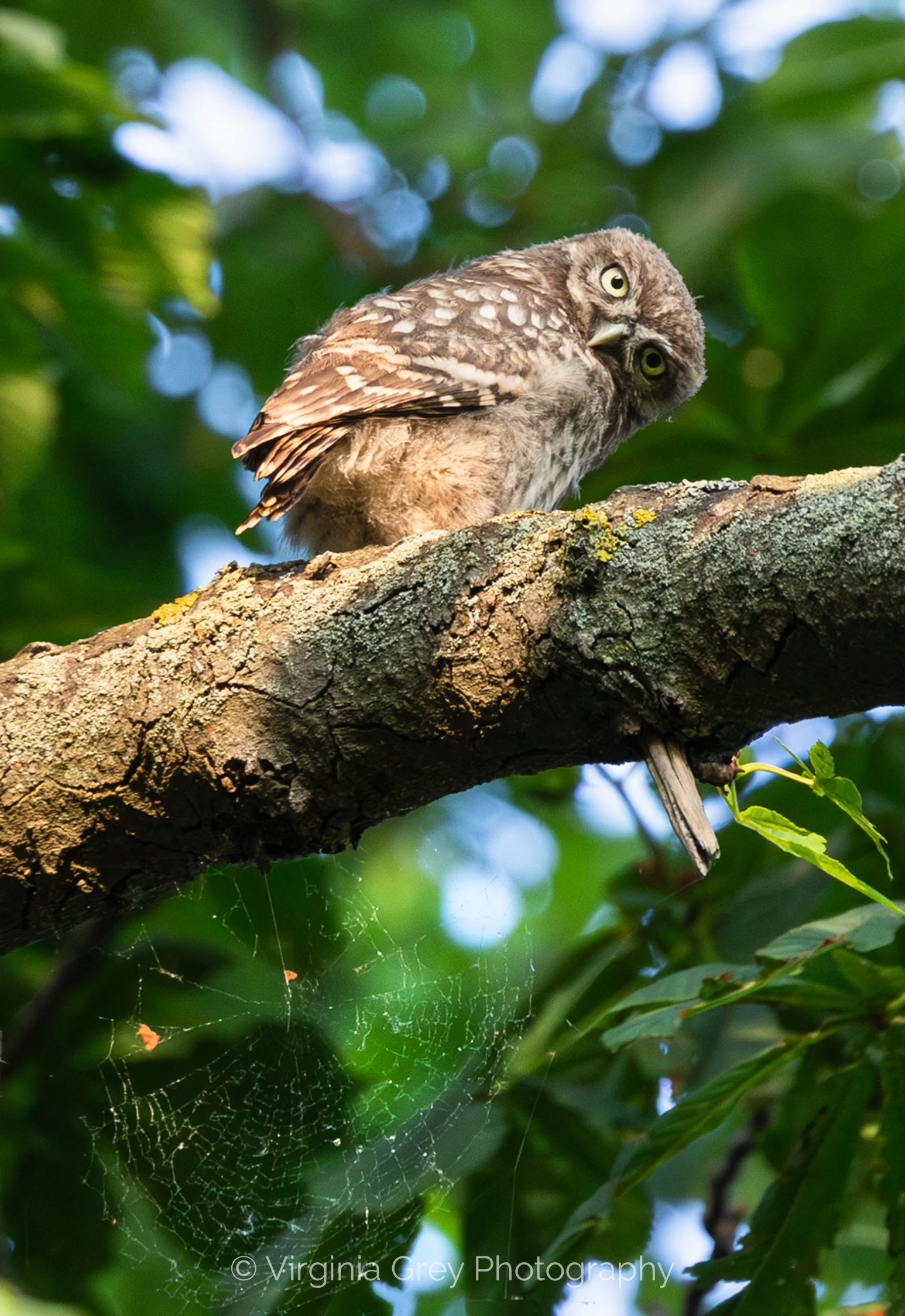 Little Owlet with cobweb IMG_9390-Enhanced-NR-2-2.jpg
