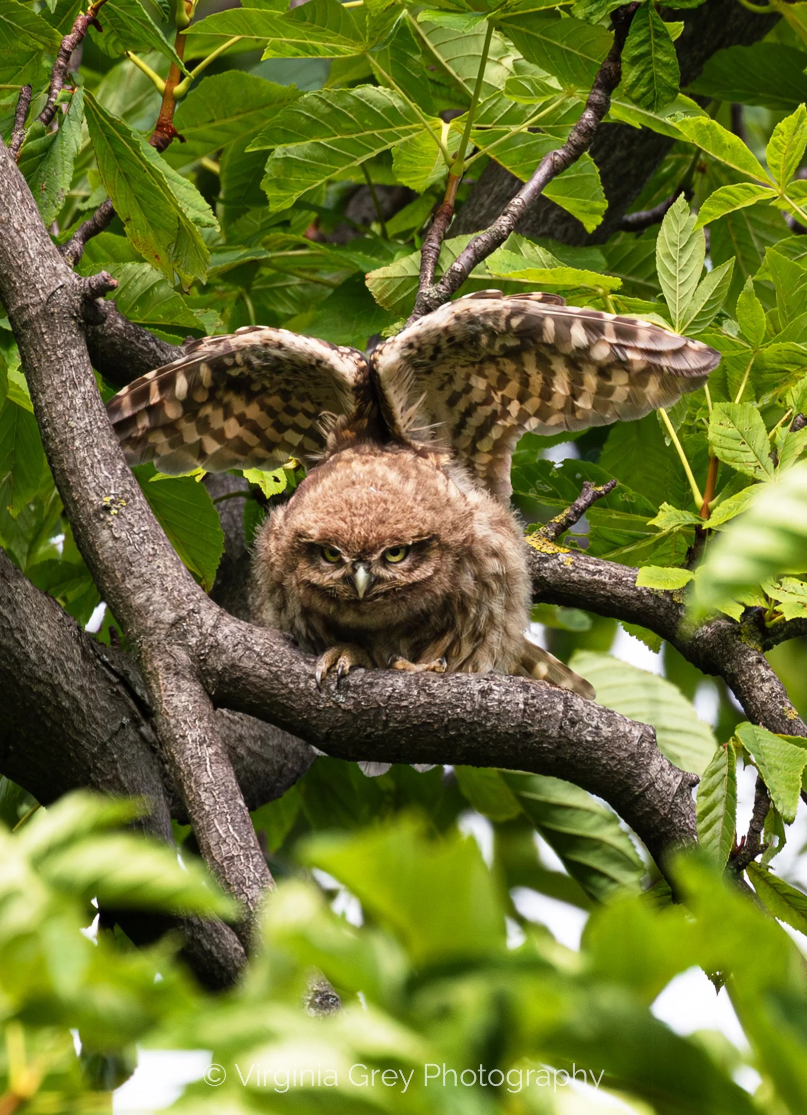 Little Owlet stretching wings IMG_0006-Enhanced-NR-2 21x29.jpg