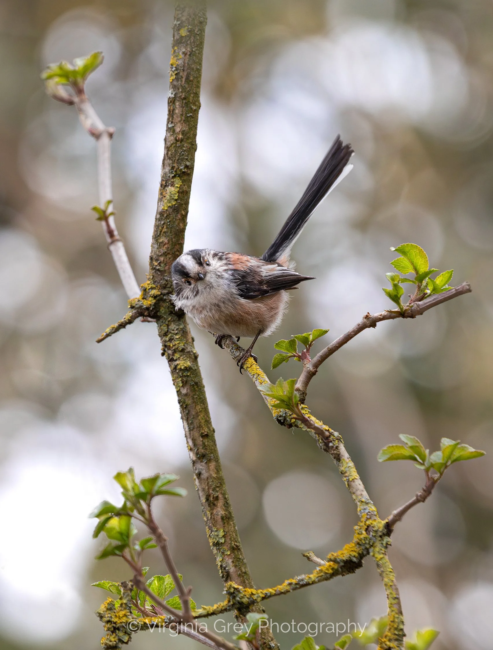 Long Tailed Tit IMG_6136-Enhanced-NR CROP.jpg