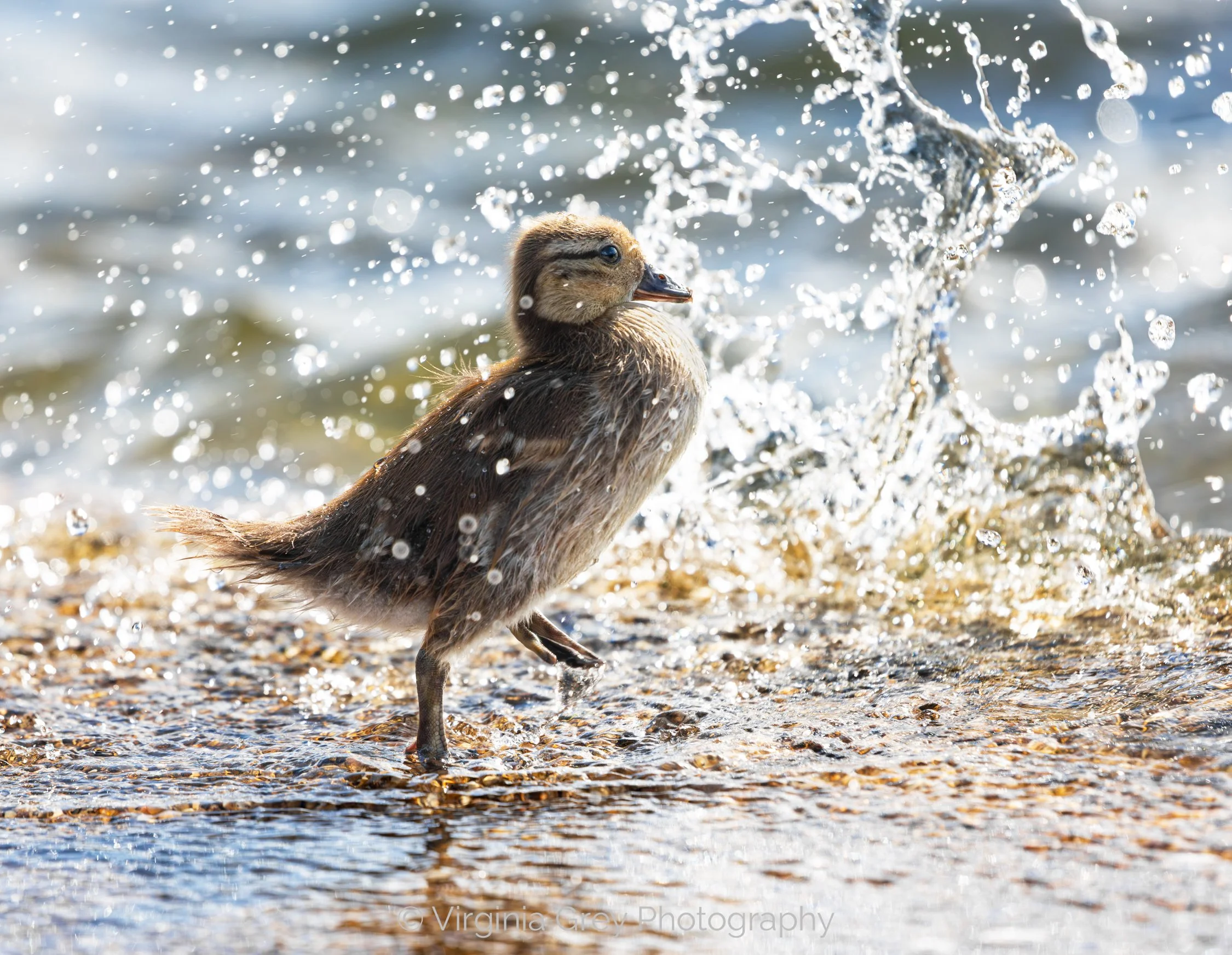 Mandarin duckling splashing in the waves RP IMG_1668 CROP.jpg