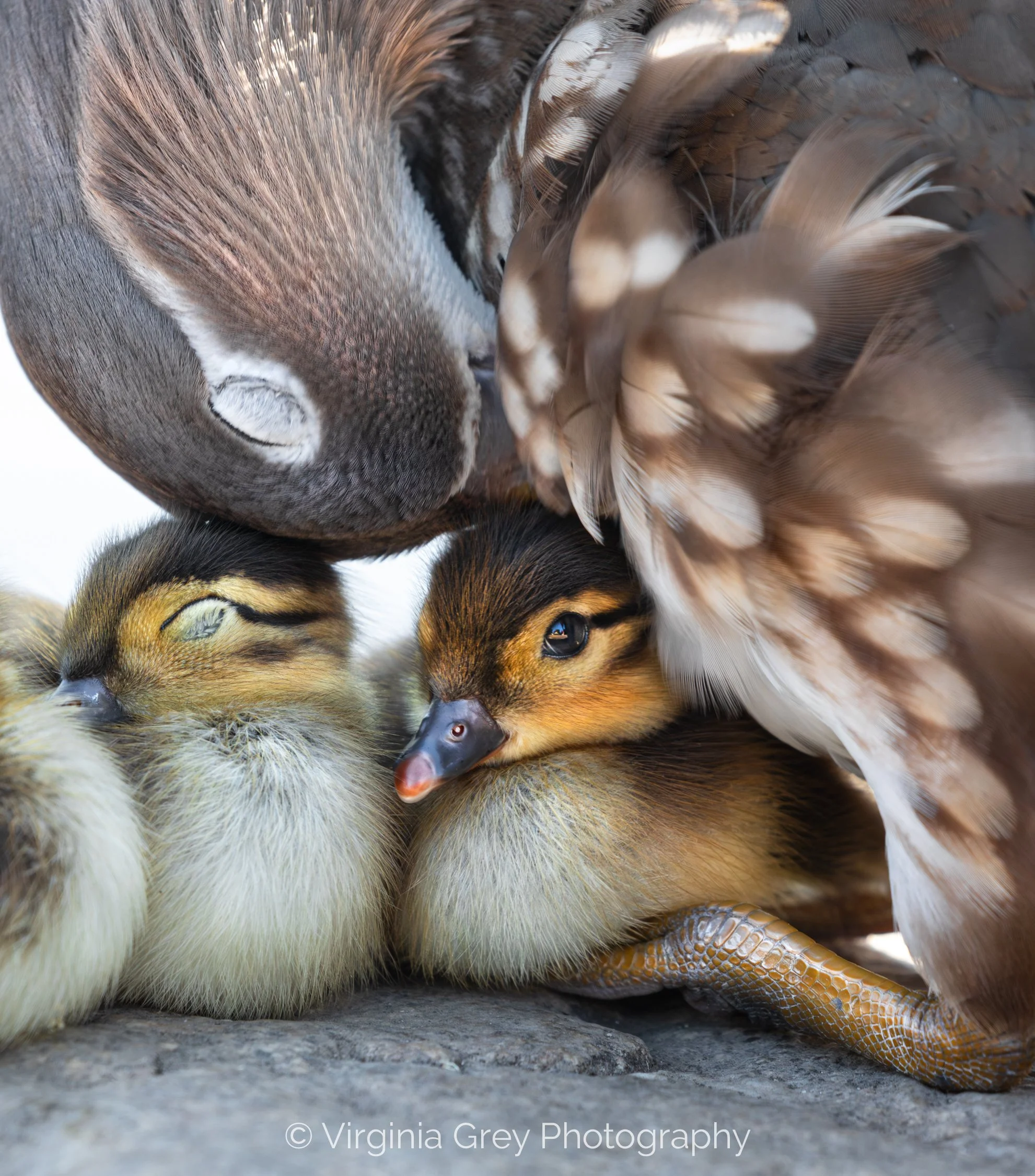Mandarin with ducklings eyes IMG_6273 CROP FINAL.jpg