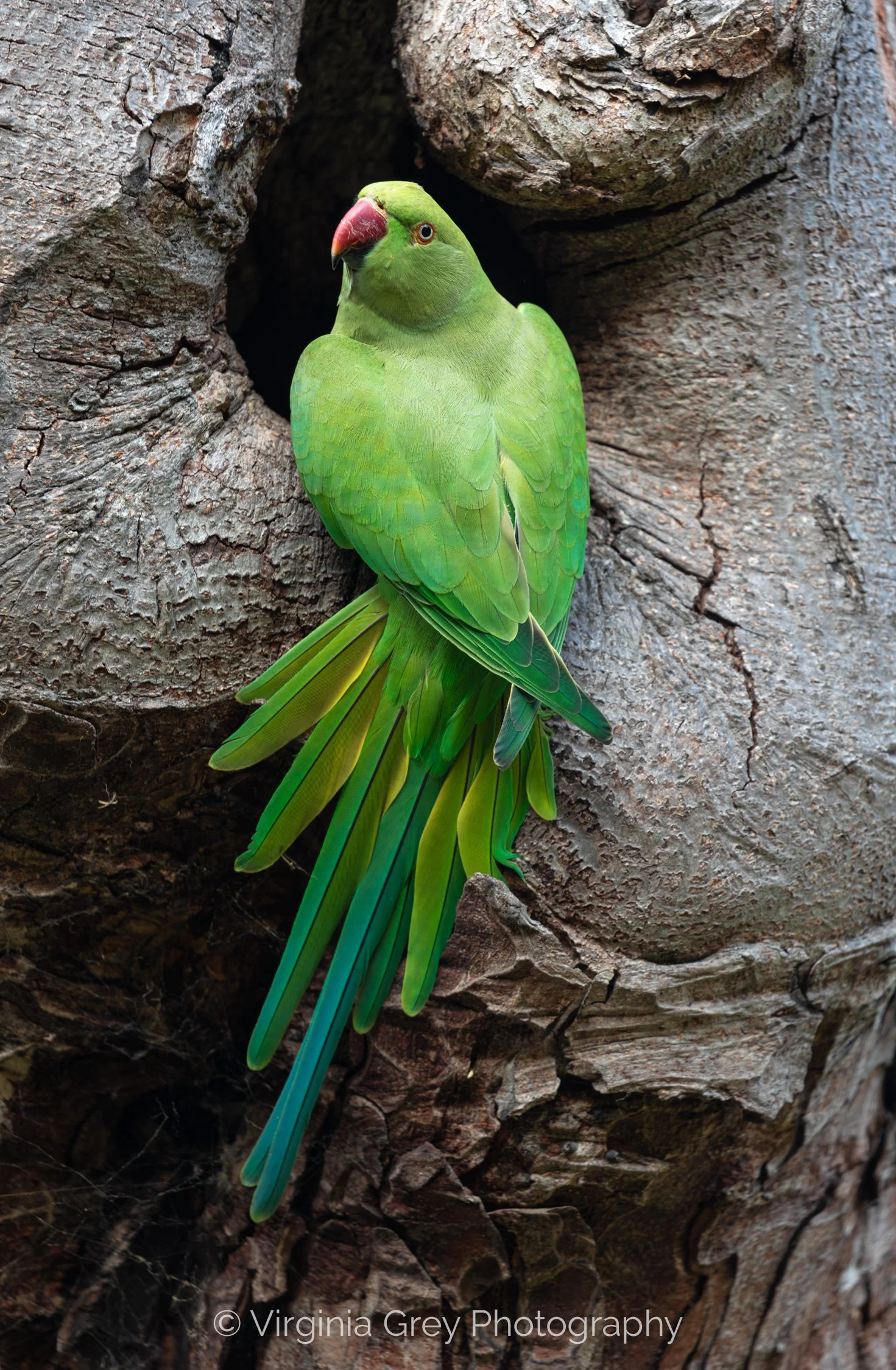 Parakeet on edge of hole IMG_6032-Enhanced-NR crop.jpg