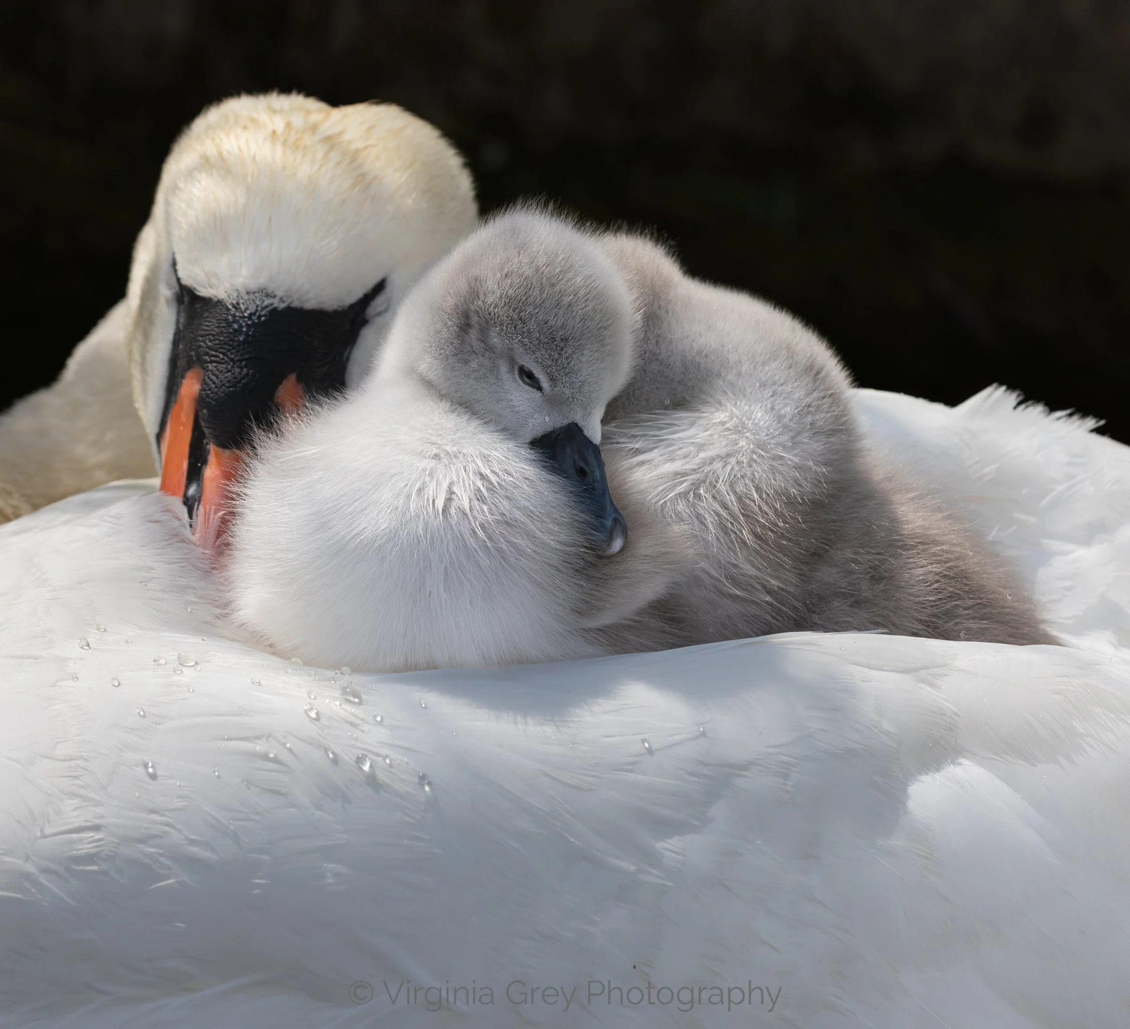 Swan with cygnet by head IMG_7081-Enhanced-NR CROP.jpg