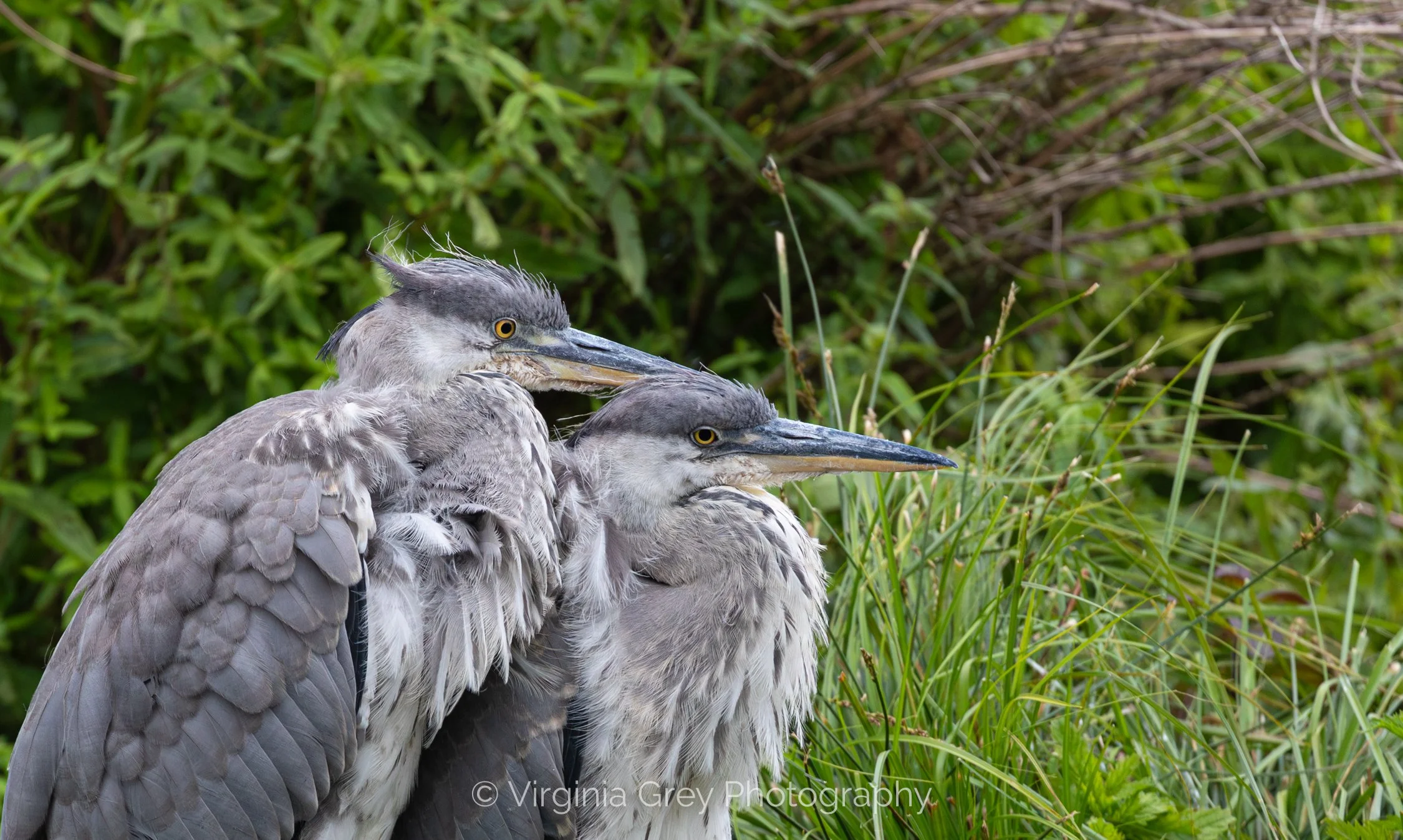 Heron juvs x2 profile portrait IMG_6767-Enhanced-NR.jpg