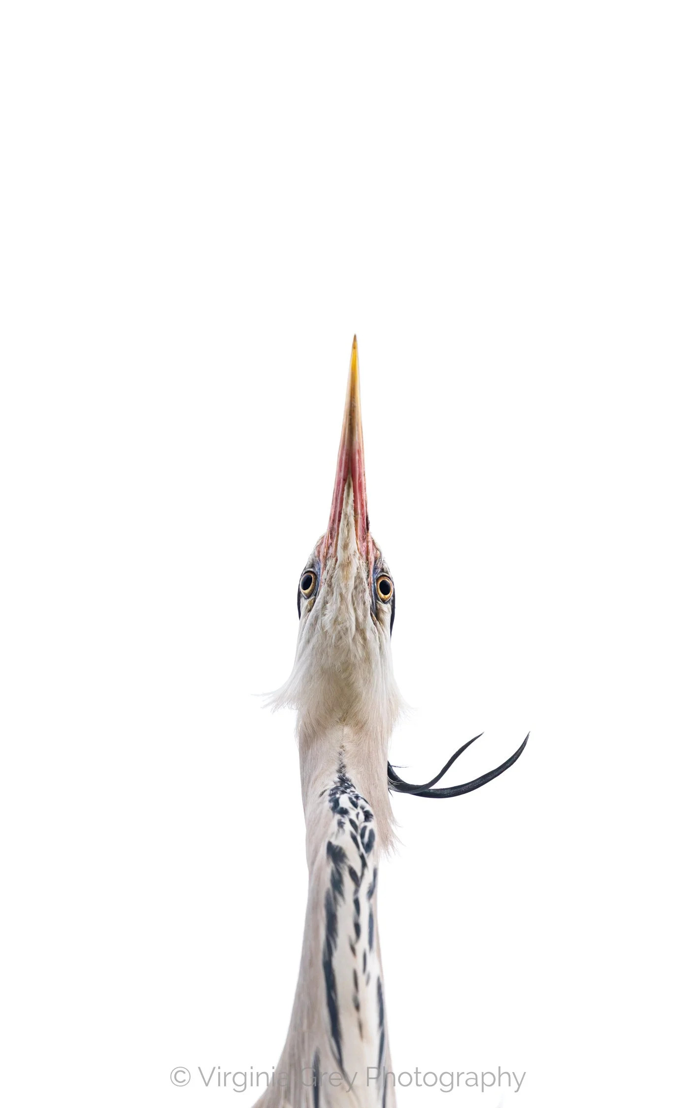 Grey Heron from below IMG_9672.jpg