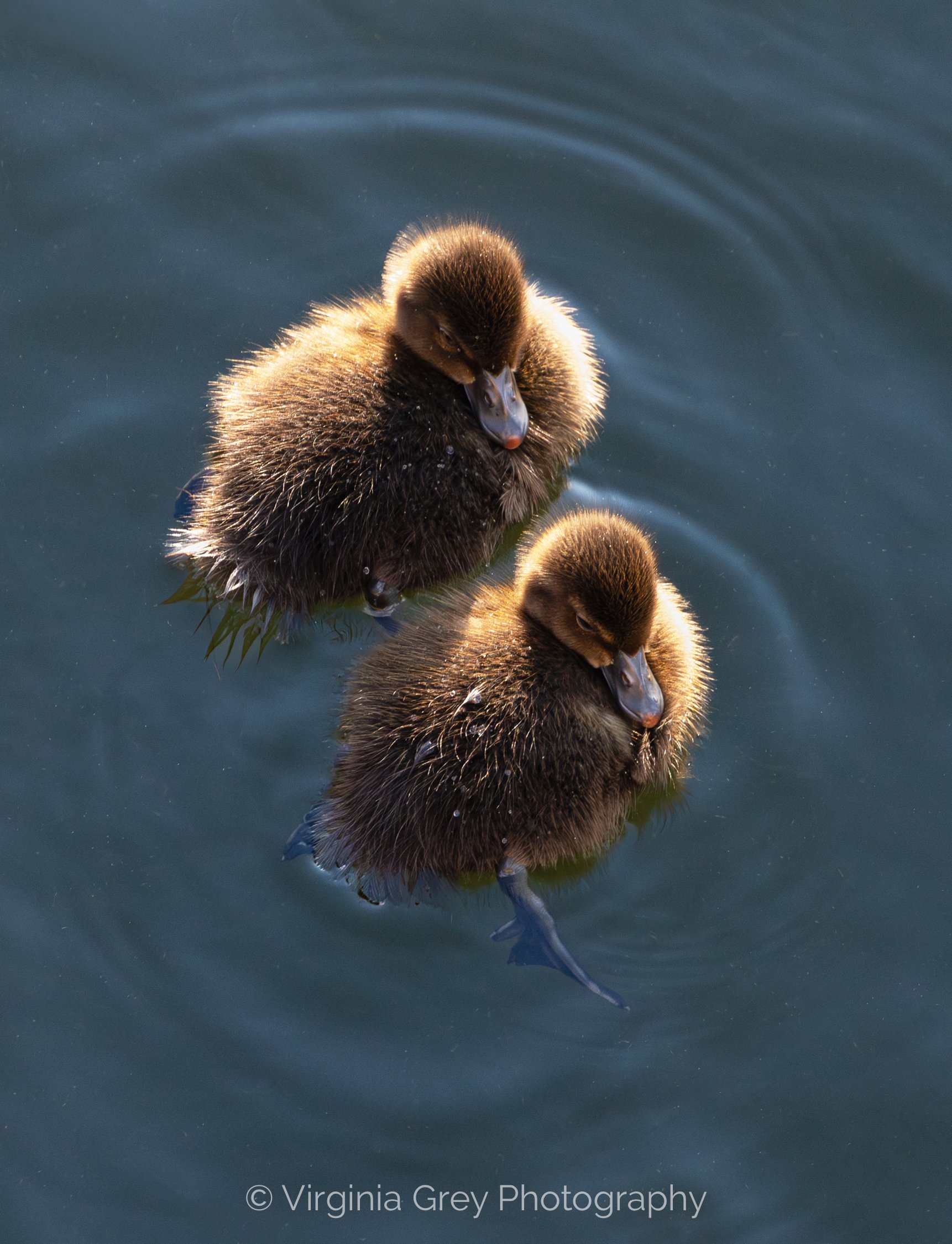 Tufted ducklings x2 IMG_1747-Enhanced-NR-2.jpg