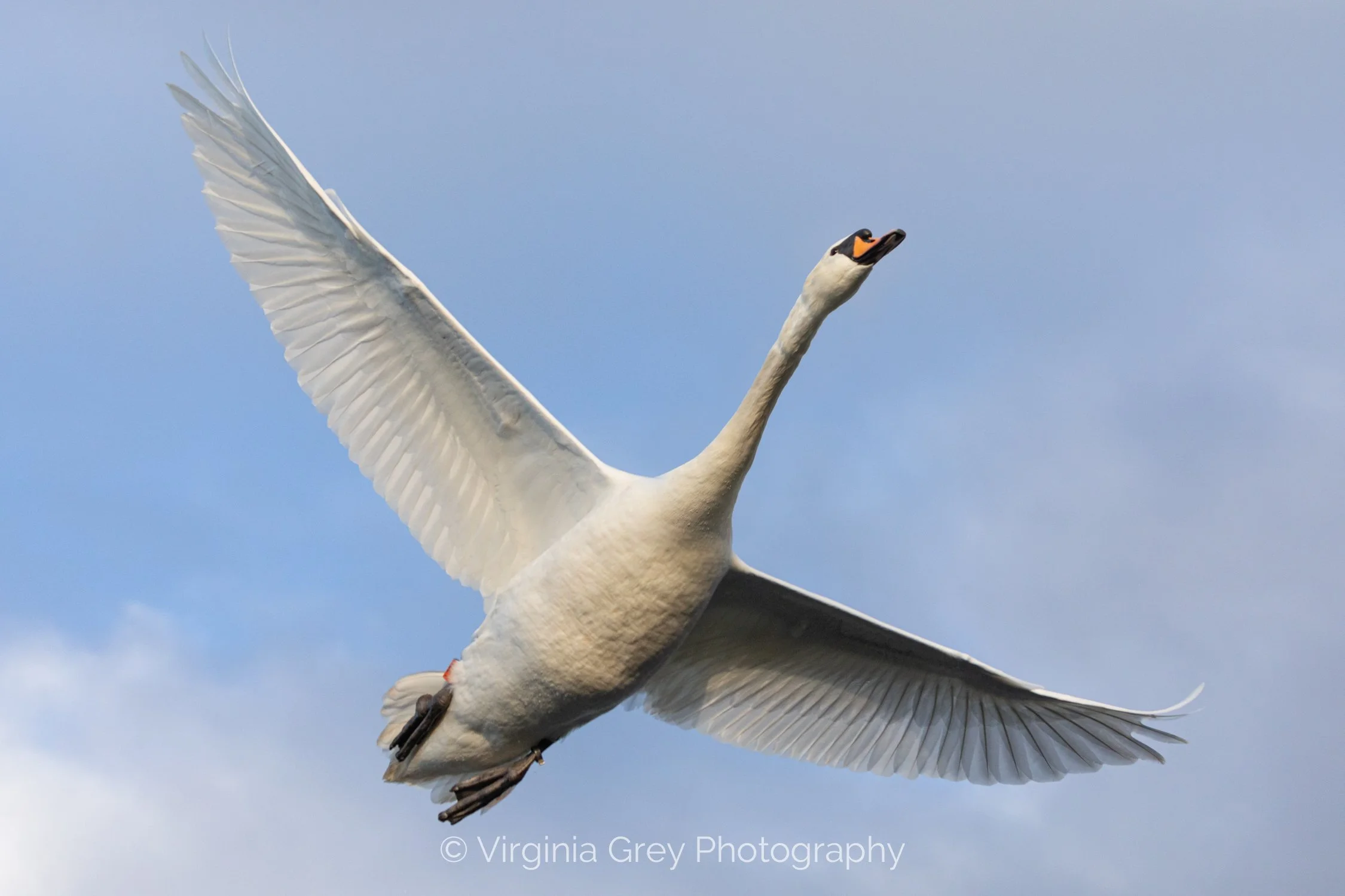 Swan flying close up IMG_3420 2.jpg