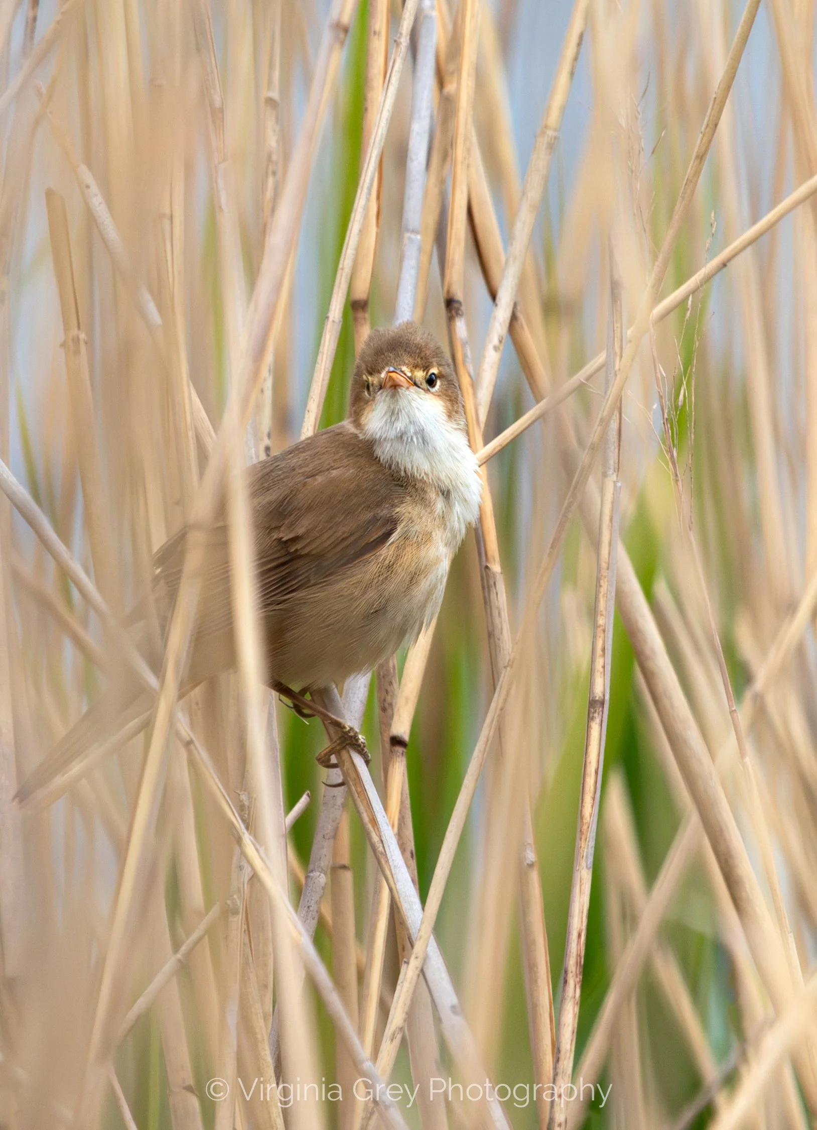 REED WARBLER IMG_0819-Enhanced-NR.jpg