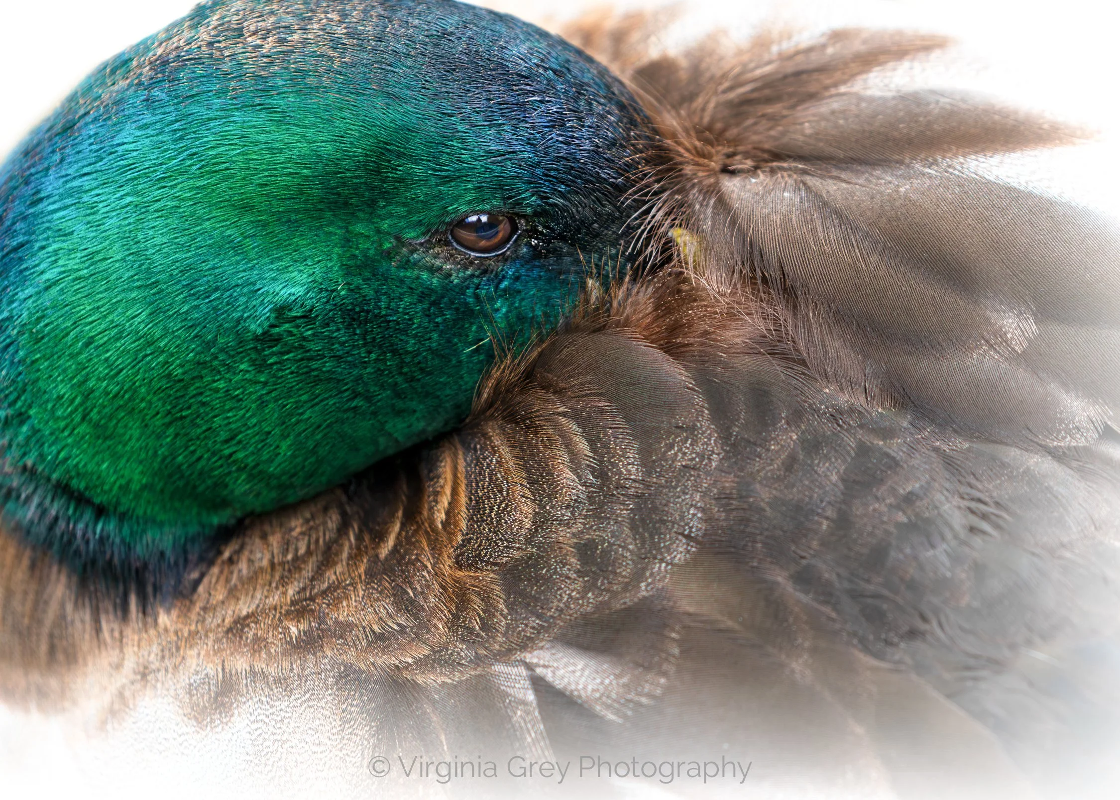 Mallard Drake portrait IMG_5783 white gradient.jpg