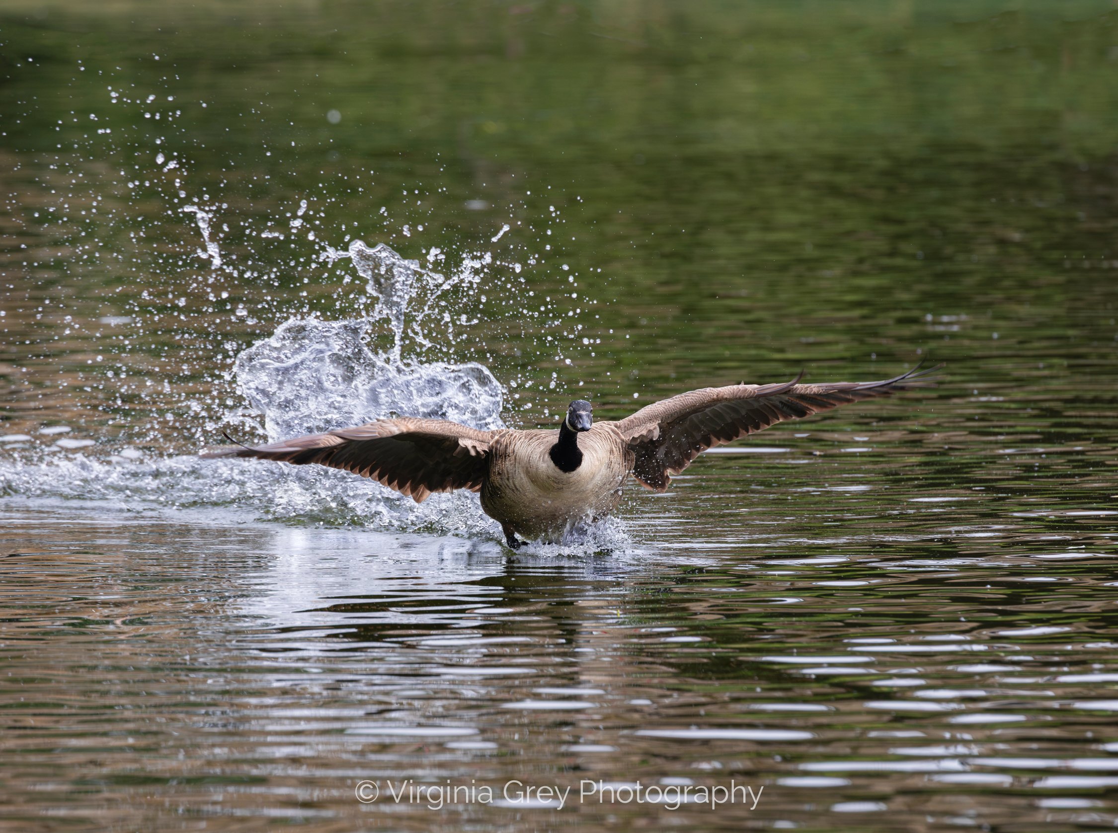 Canada goose flapping IMG_9400 CROP-2.jpg