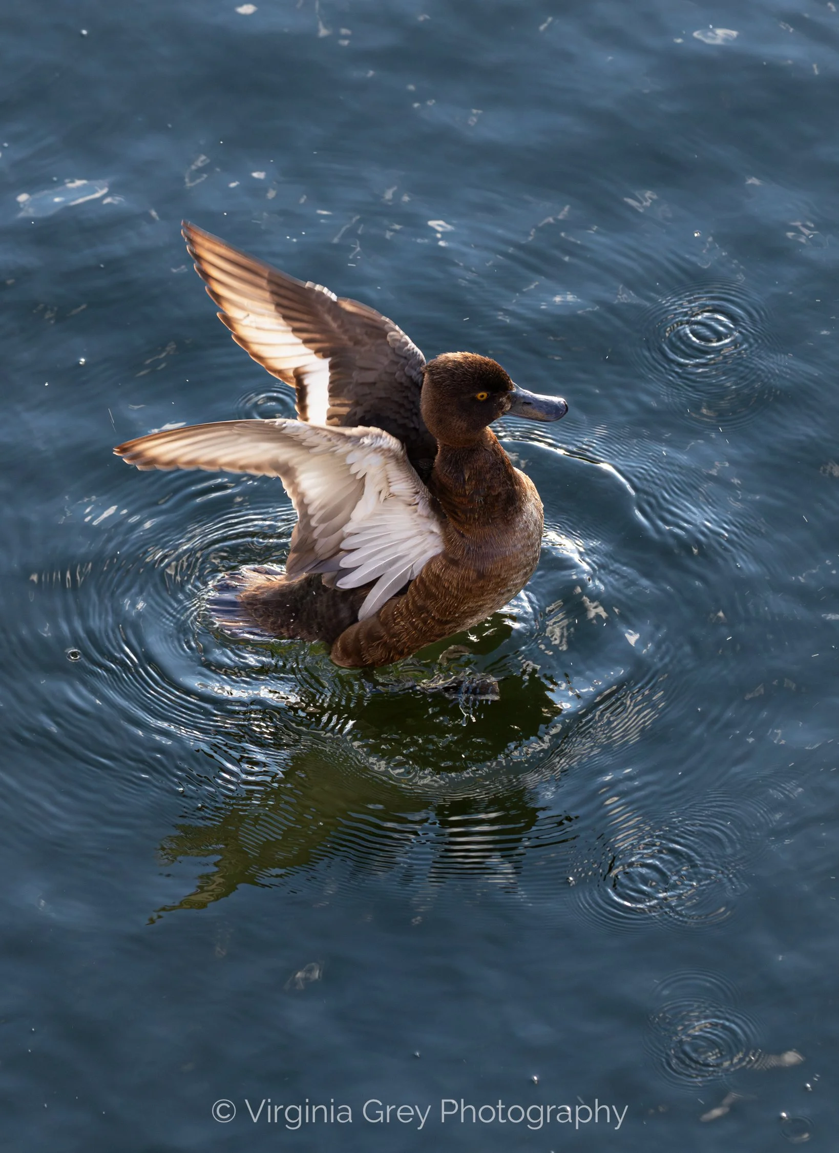 Tufted duck flapping IMG_1887-Enhanced-NR-2.jpg