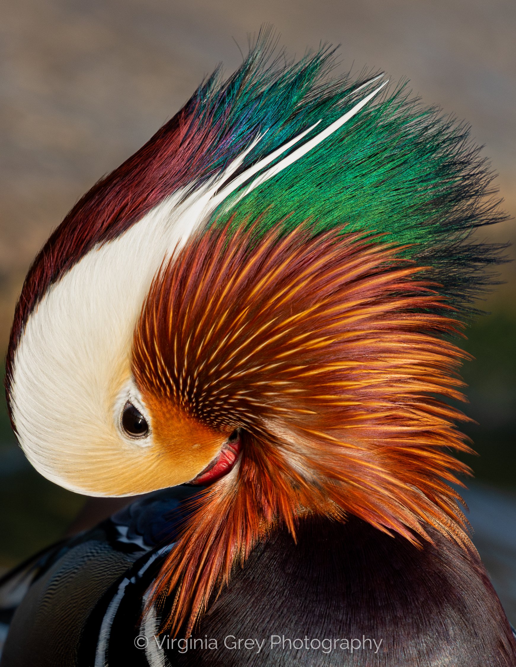 Mandarin preening  IMG_3274-2 FINAL.jpg