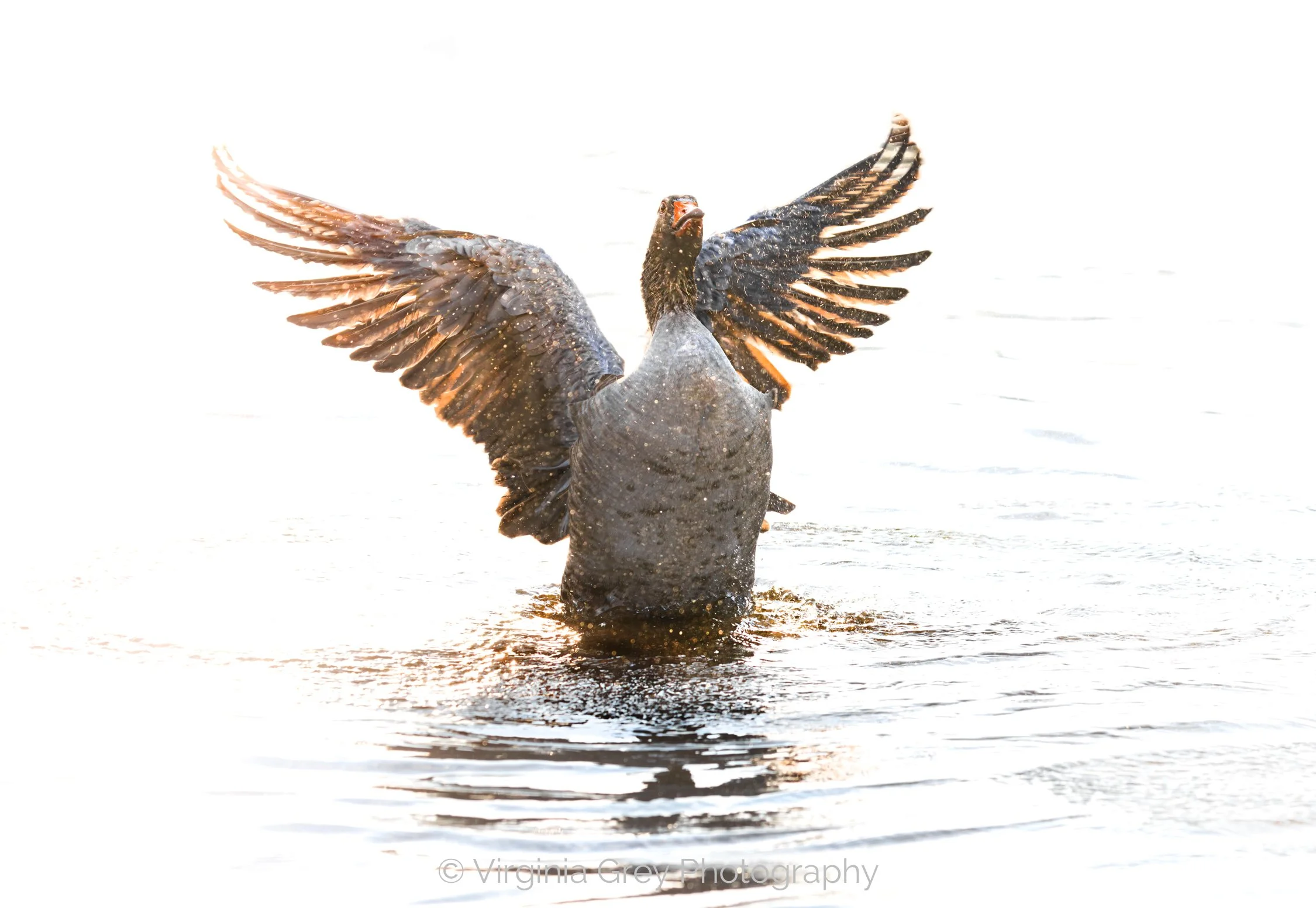 Greylag goose flapping backlit IMG_1408-Enhanced-NR-3 FINAL.jpg