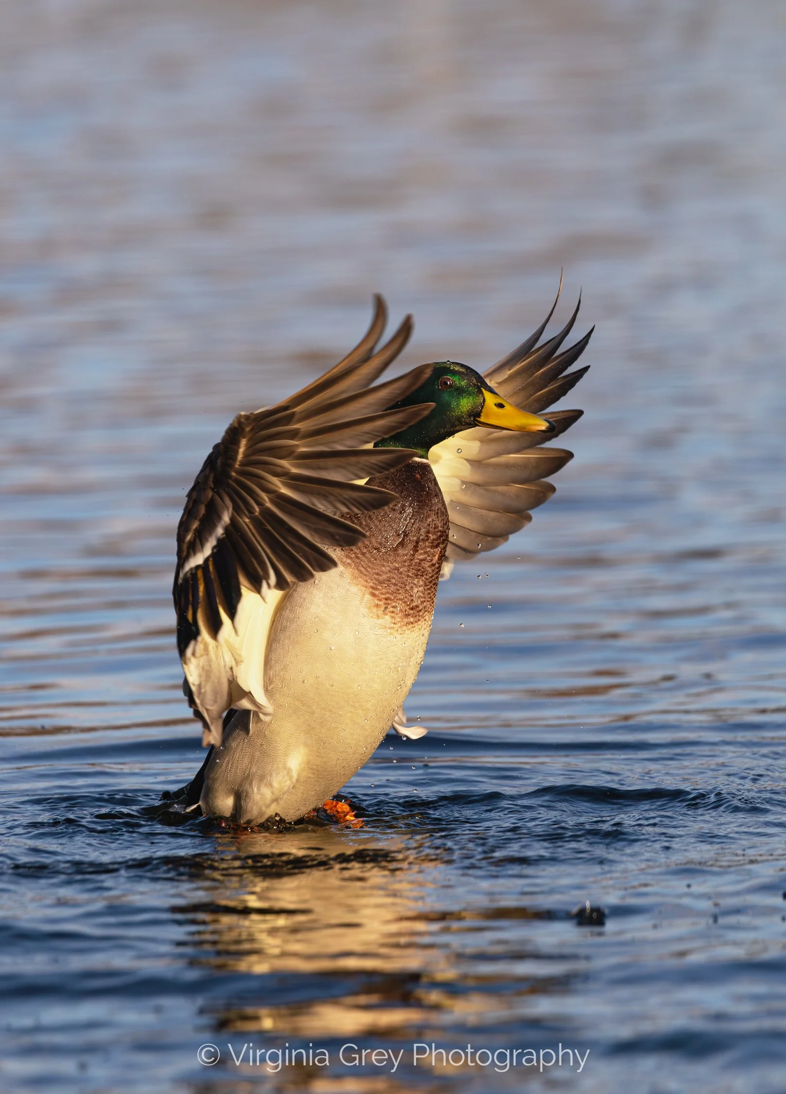 Mallard flapping IMG_3562-Enhanced-NR crop.jpg