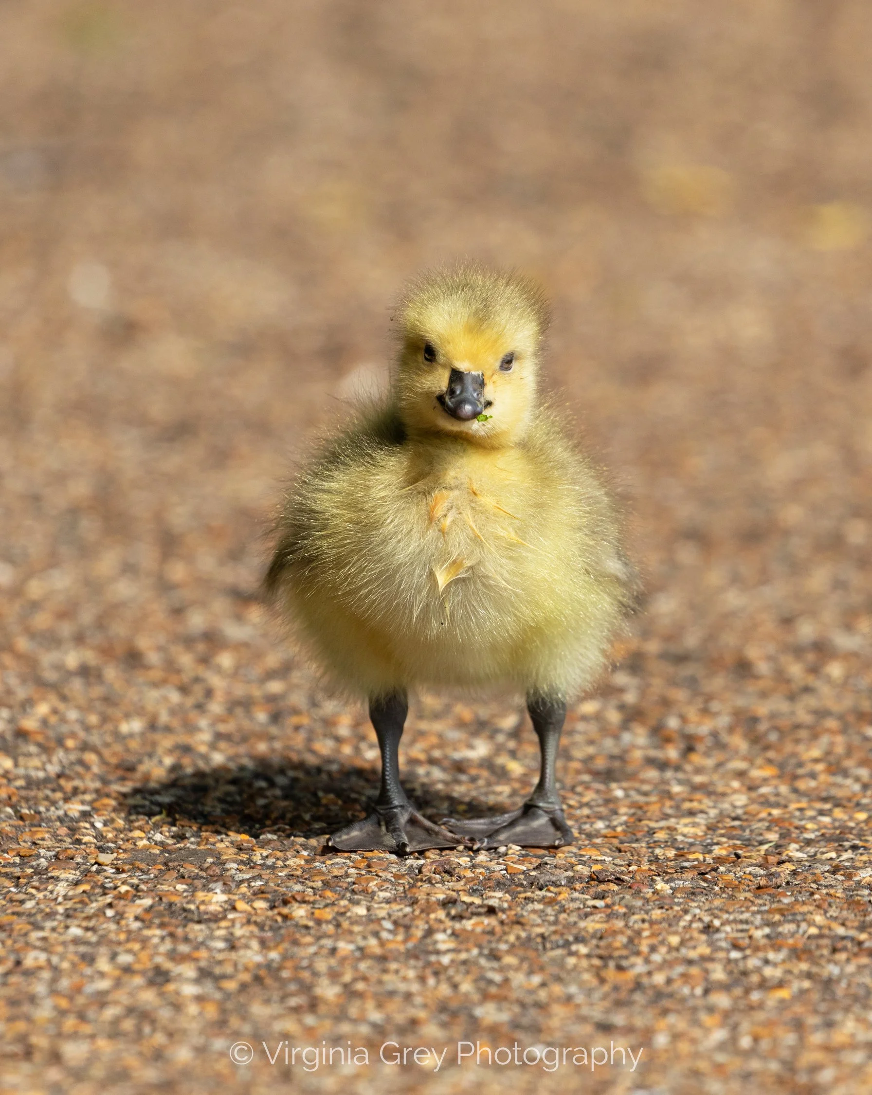 Canada Gosling IMG_2597.jpg