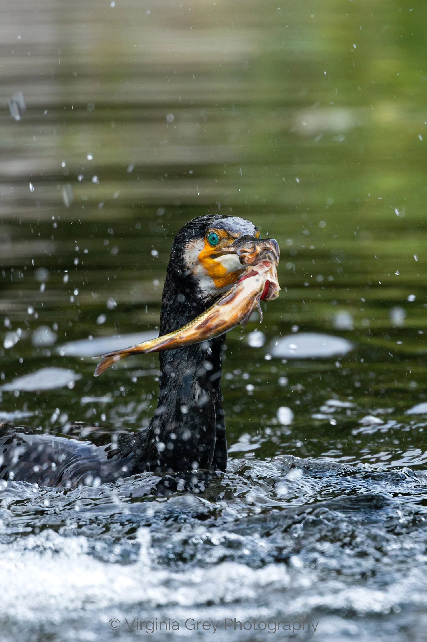Cormorant with perch IMG_1990-Enhanced-NR CROP.jpg
