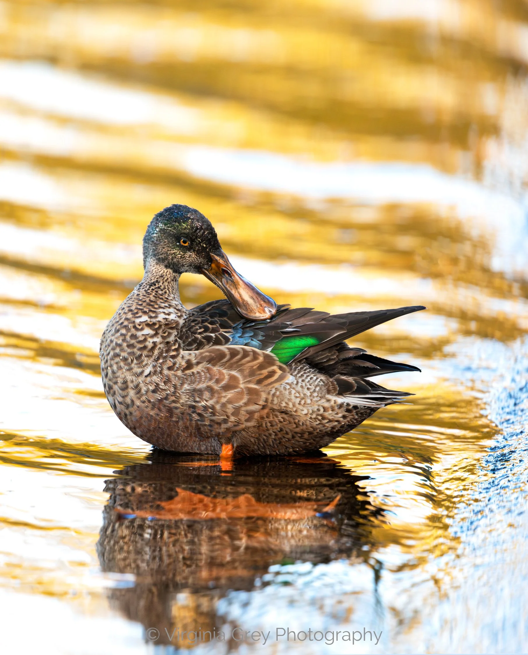 Shoveller Duck preening IMG_0369-Enhanced-NR FINAL.jpg